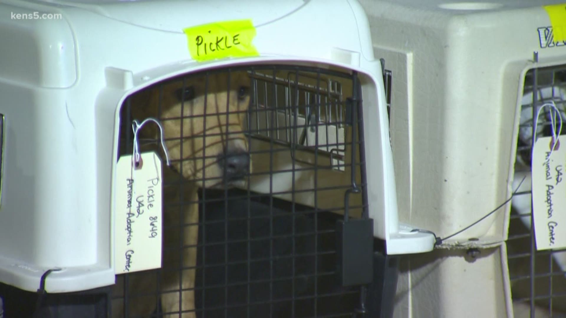 Dozens of local dogs are on their way to a forever home in Wyoming, Colorado or Utah.