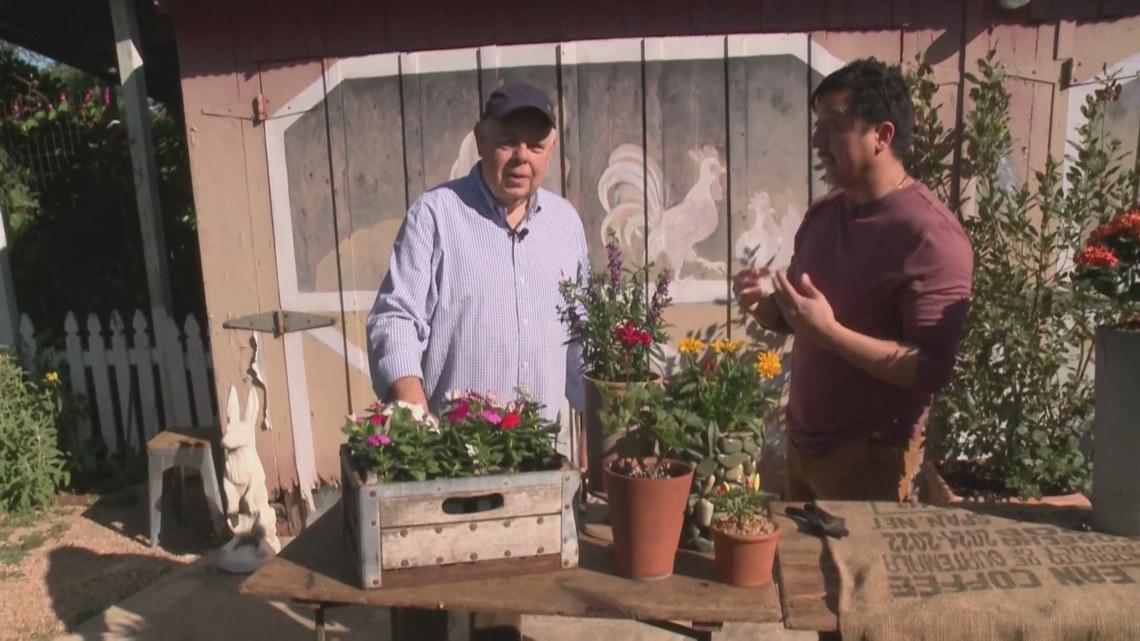 Gardening tips for 'National Plant Something Day' | Great Day SA