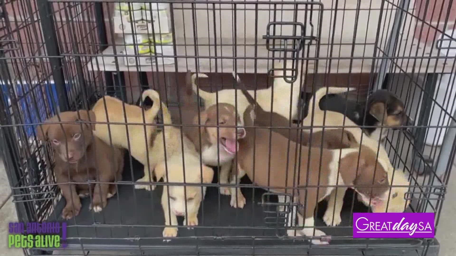 San Antonio Pets Alive! has a variety of dogs that are available for adoption as soon as today.