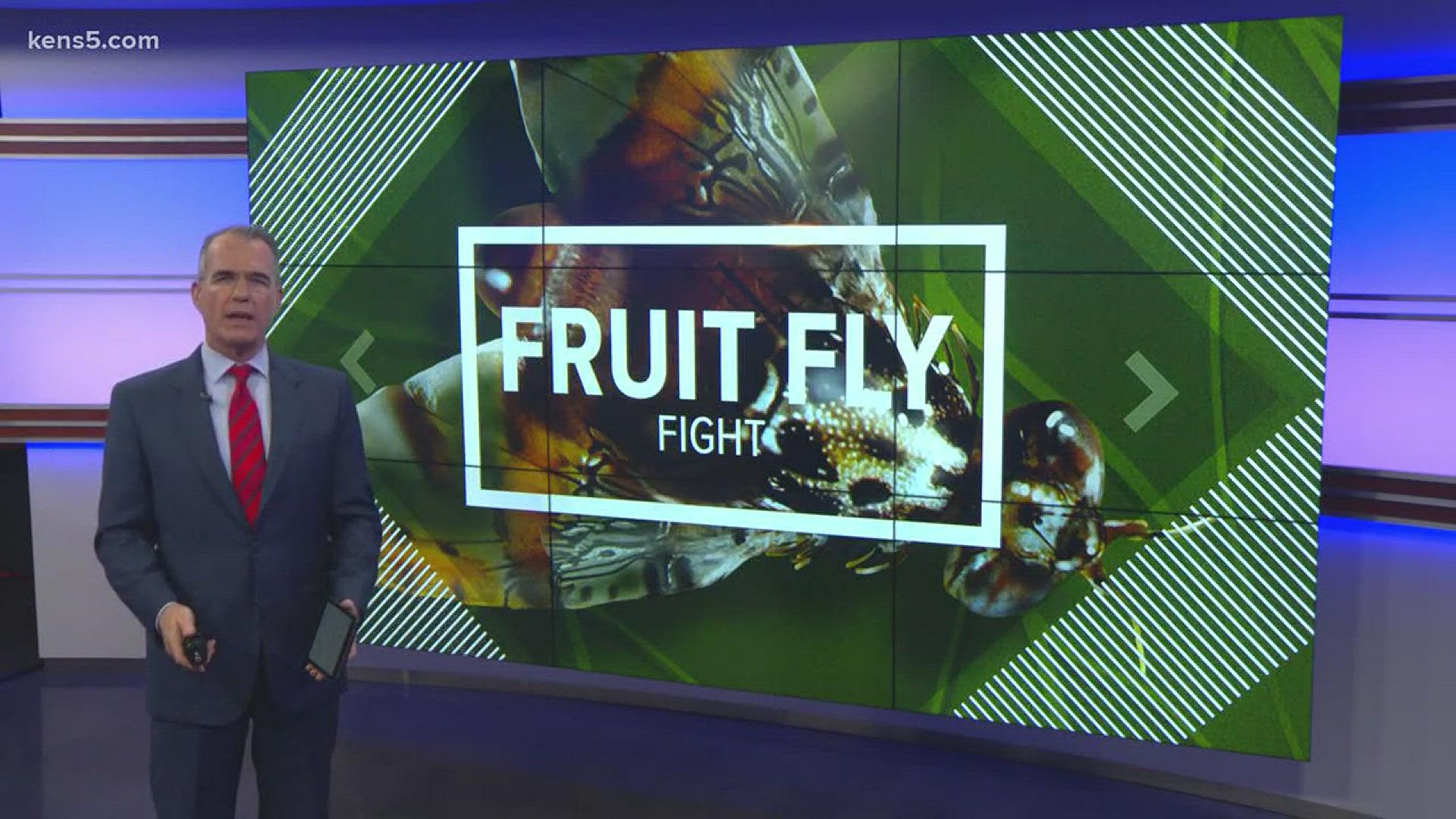 The Mexican fruit fly is threatening to cause $1.5 billion in damage to the citrus growers of the Rio Grande Valley.