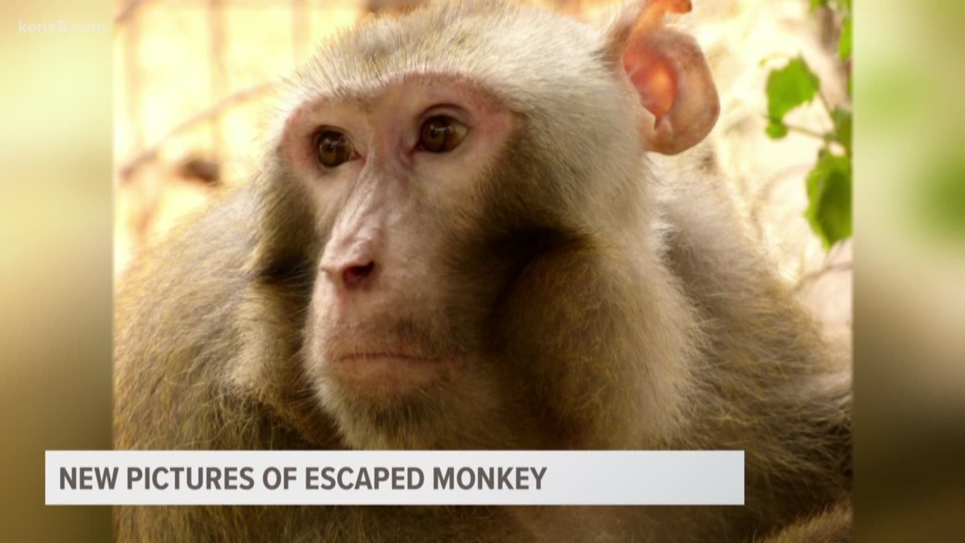 Check out these newly released pictures of the monkey that made headlines earlier this week.