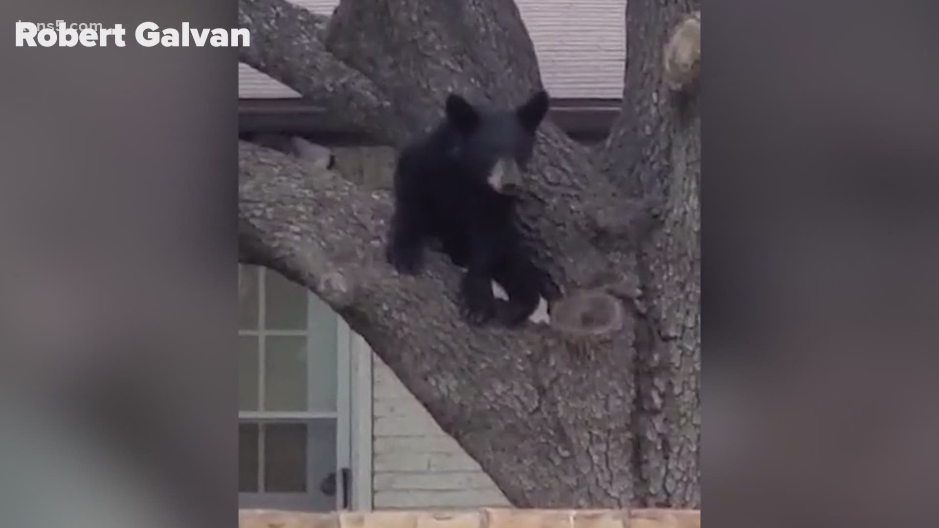 A black bear sow and her cub were lingering in a northside neighborhood over the weekend until the mother was shot and killed by a resident.