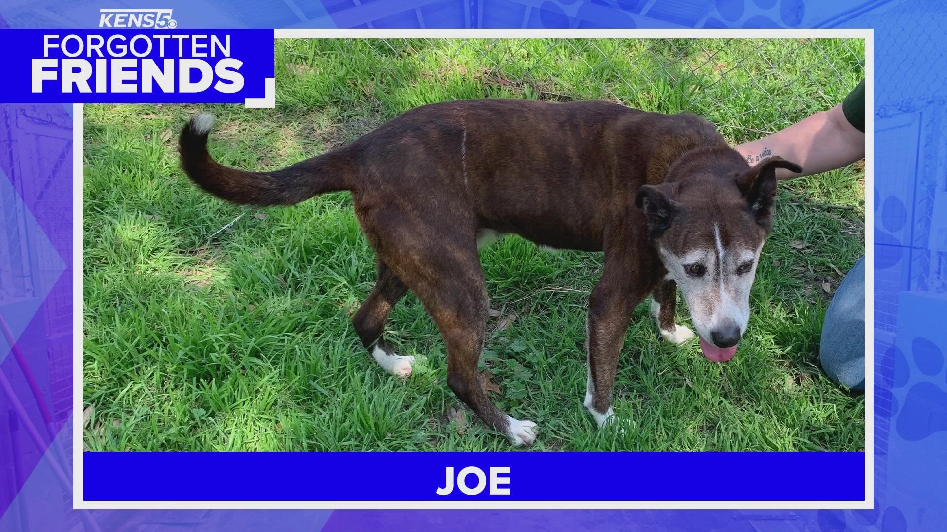 Joe has been at the ADL for more than five years after being found as a stray in Wilson County during Hurricane Harvey.