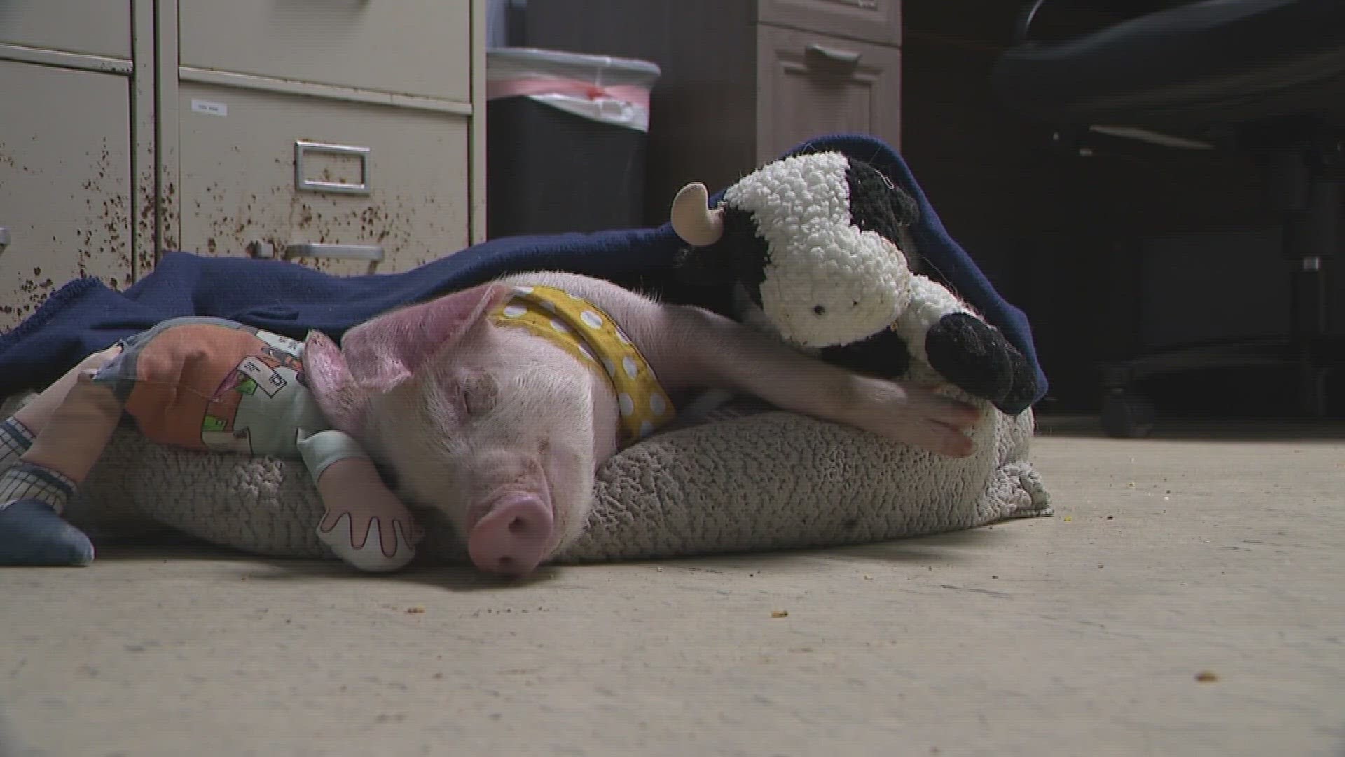 The truck was headed to a slaughterhouse in Ohio. Now, the pig is a spoiled pet named after a pork product.