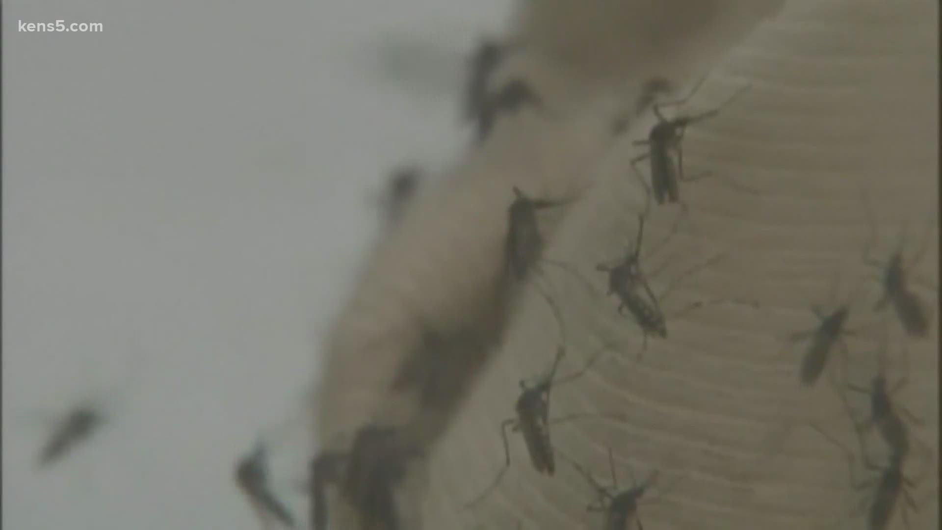 The county found virus-carrying mosquitos on the northeast side, near Schertz. About one in five people who are infected experience symptoms.