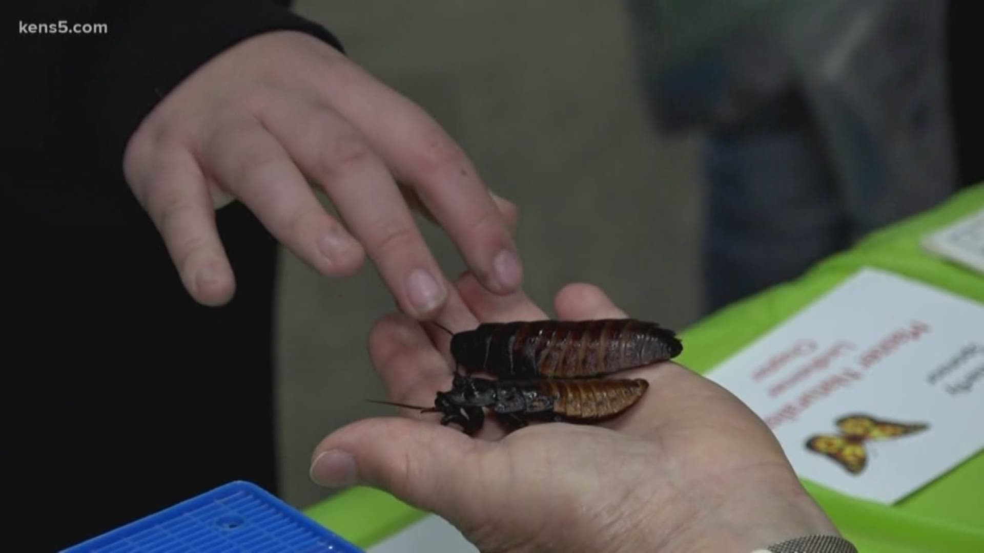 Hundreds of 4th graders from the Comal County area get to touch and taste their way through a unique lesson on bugs