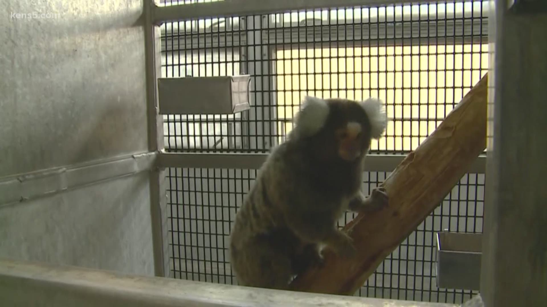 Researchers in San Antonio are paving the way for possible treatments against Parkinson's disease with the help of a specific monkey species.
