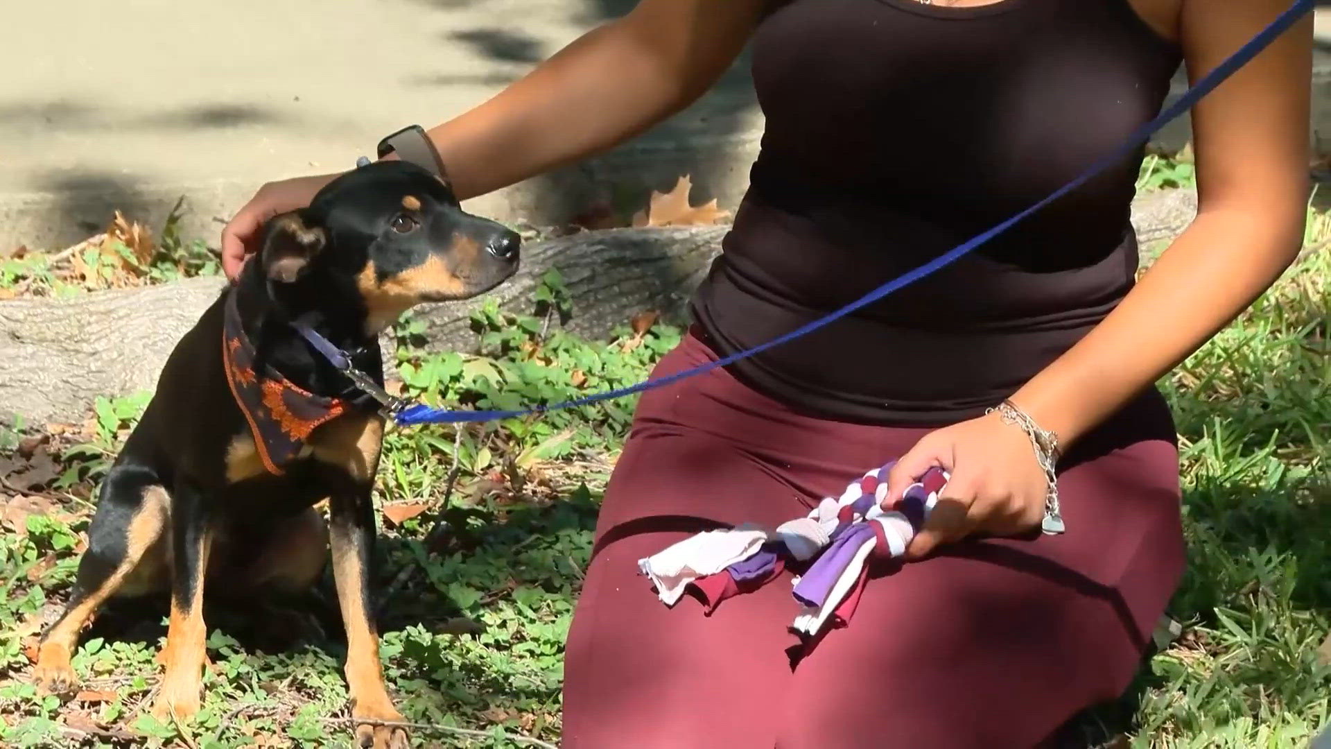 Service Dog Paperwork Example UT San Antonio research project seeks to ‘elevate’ Nueva Street ...