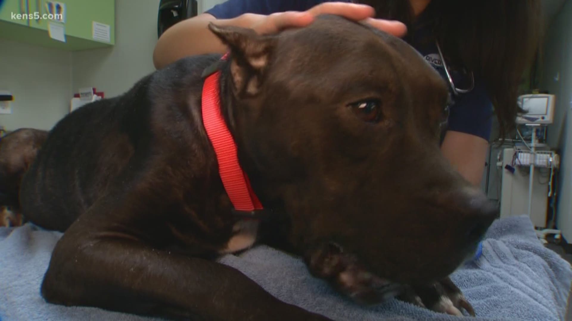 Animal Care Services discovered a neglected and malnourished dog next to a dead dog in the back yard of a home. Now a veterinarian is stepping up to give the surviving dog a second chance. Eyewitness News reporter Jeremy Baker has that story.