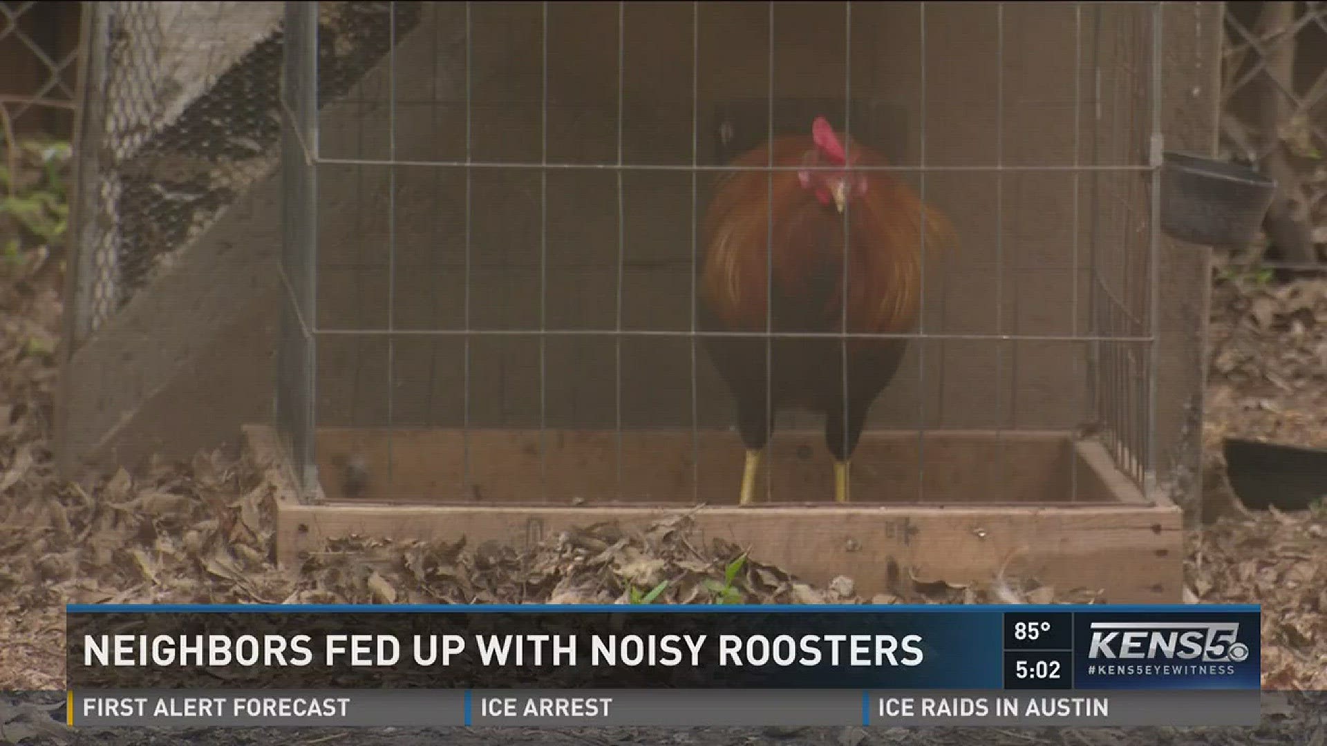 Neighbors fed up with noisy roosters