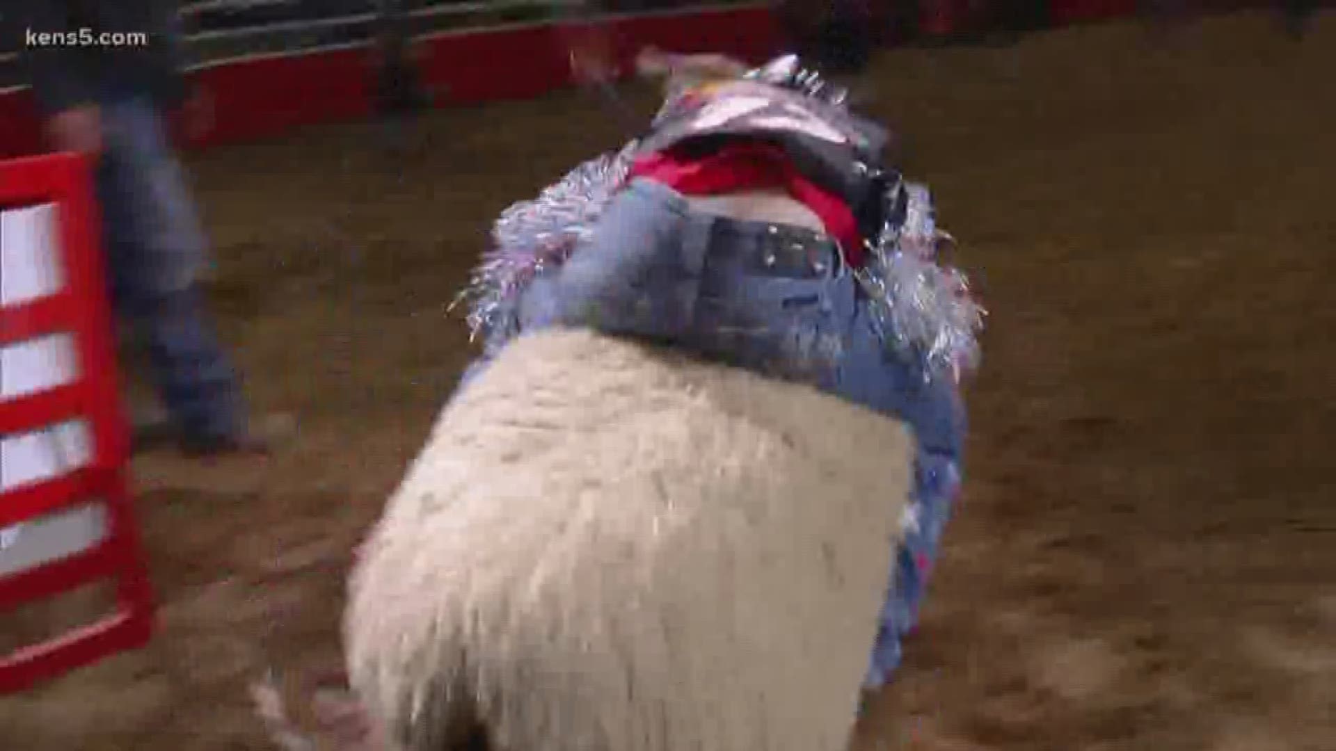 There's only a few nights left of the SA Rodeo in 2020, and of mutton bustin'!