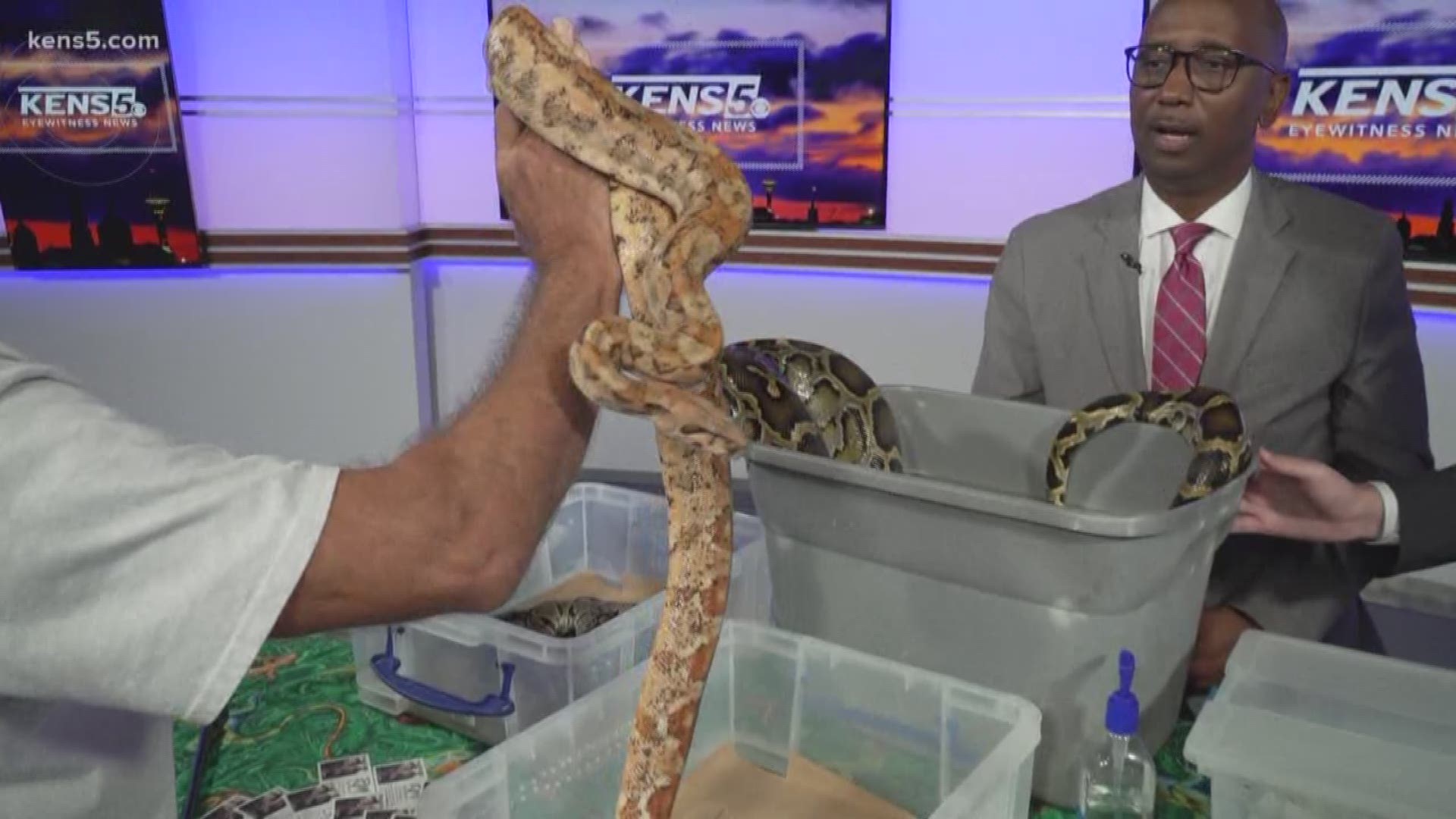 Snakes, lizards and tortoises are in studio, and Jerry Forster, also known as the Reptile Man, is sharing how to overcome a fear of reptiles.
