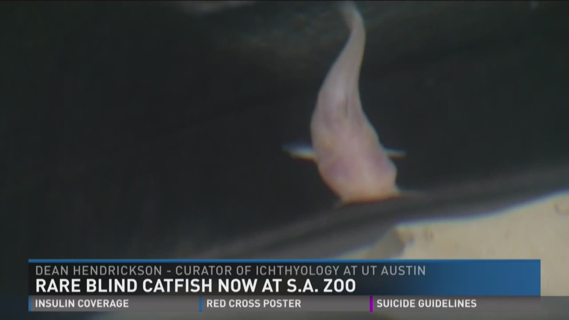 Rare blind catfish now at S.A. Zoo