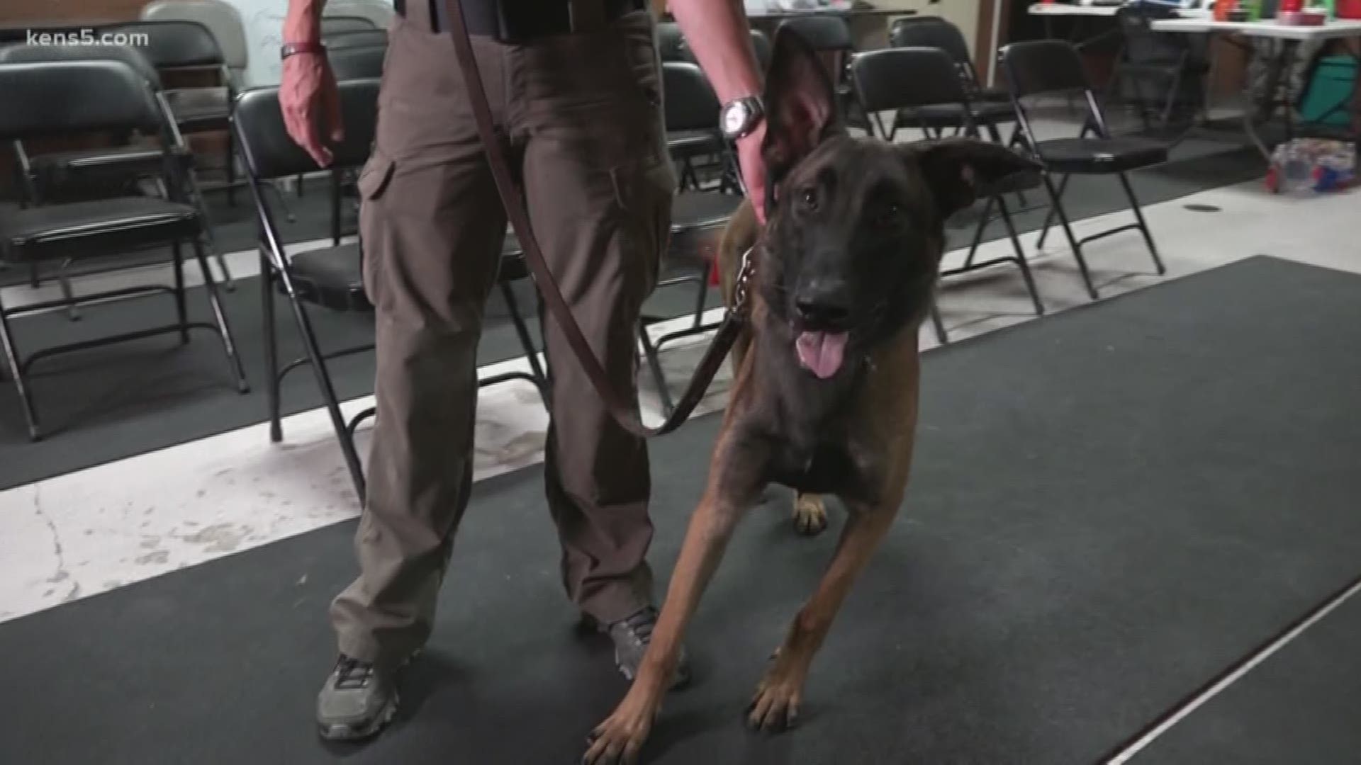 Our nation's brave and loyal four-legged troops are prepared for the front lines here in San Antonio, thanks in part to a longstanding training program made possible through local families and their open hearts