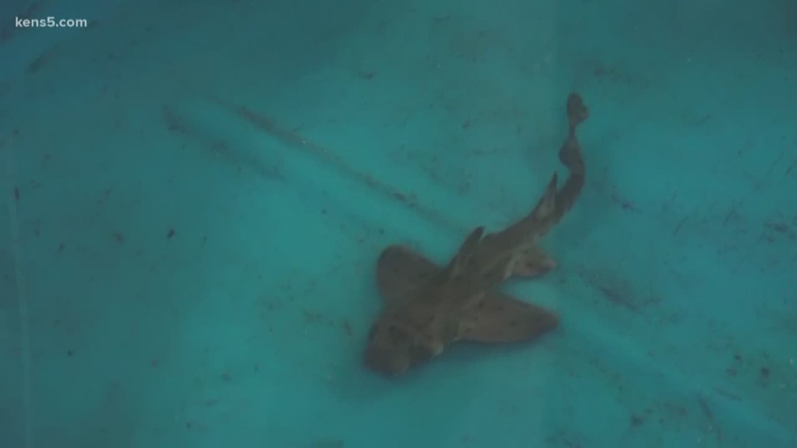 The horn shark stolen from the San Antonio Aquarium is in recovery but