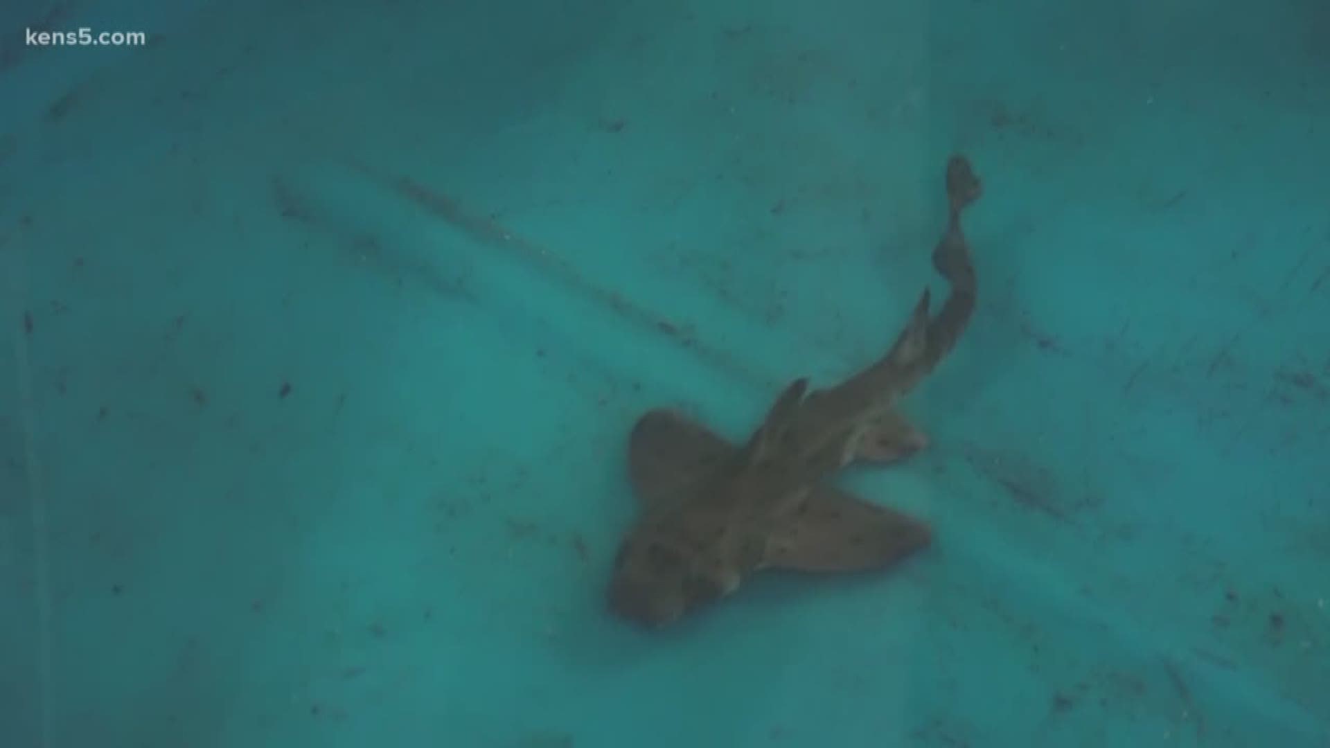 The San Antonio Aquarium says the horn shark "Miss Helen" is still not eating after a man stole the shark on Saturday.