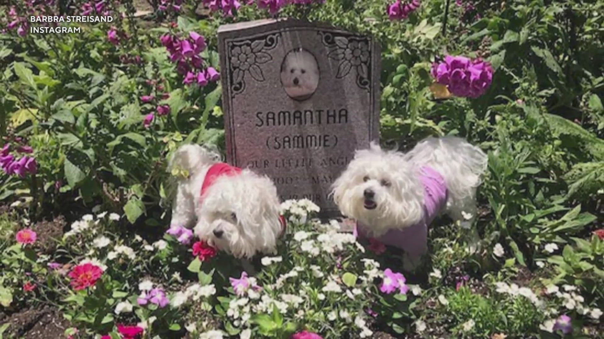 Tom Brady revealed he actually cloned his late dog joining a growing list of celebrities who've done the same thing. The cost? About $50,000.