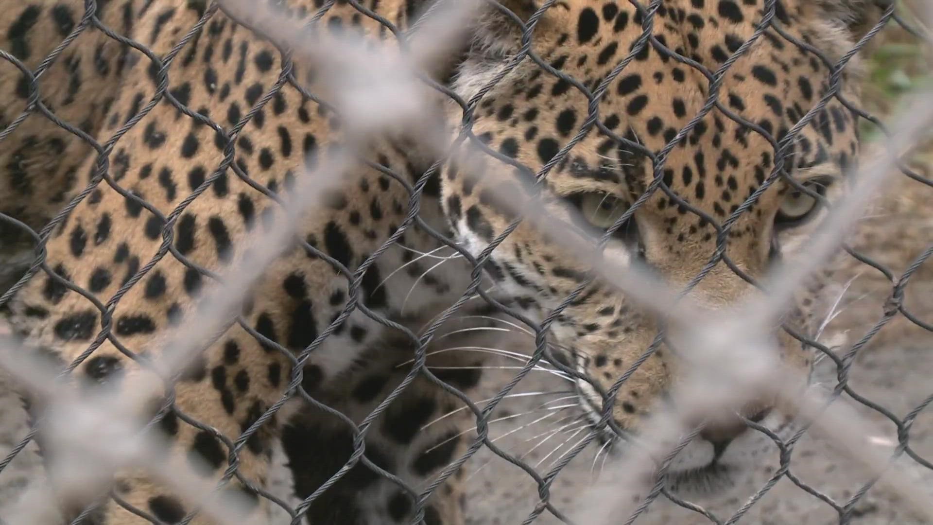 San Antonio Zoo increasing security after rise in crimes at zoos in Texas |  