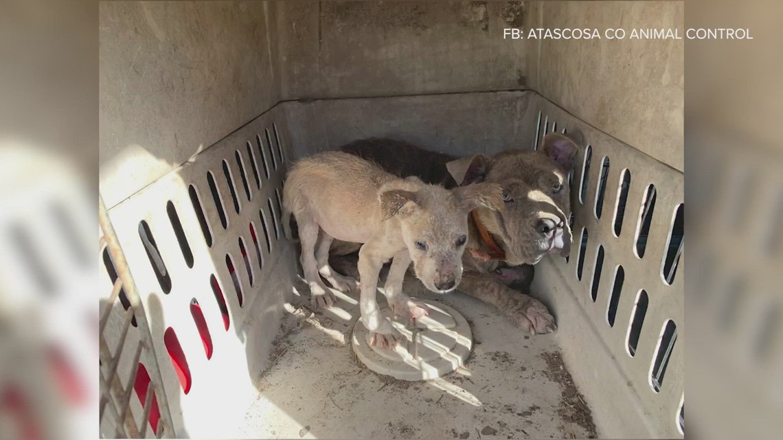 Puppy and mother abandoned in crate on the side of the road | kens5.com