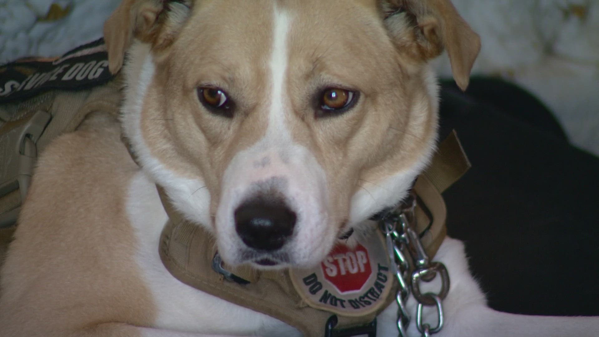 Since February is National Dog Training Education Month, KENS 5 is learning more about the K9 training happening inside Warriors Heart.