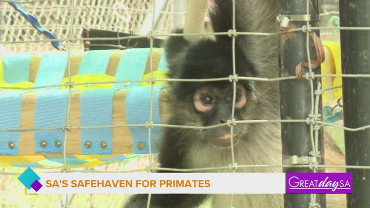 A local sanctuary for primates that provides care and habitat, is asking for support | Great Day SA