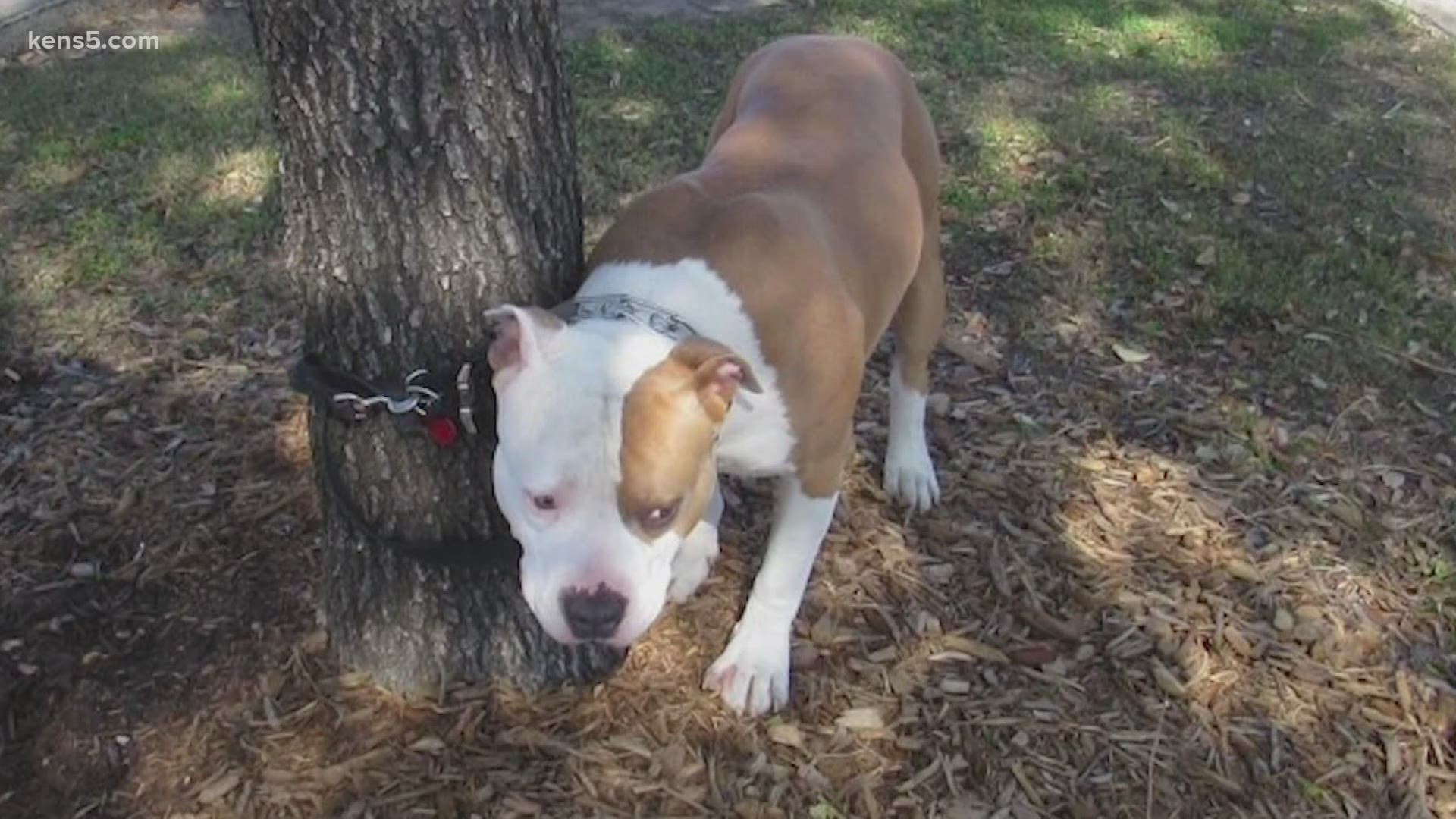 Brandy Lundeen was taken to jail after Castle Hills Police Department officers said she left her pitbull named "Sharky" outside a H-E-B on West Avenue.