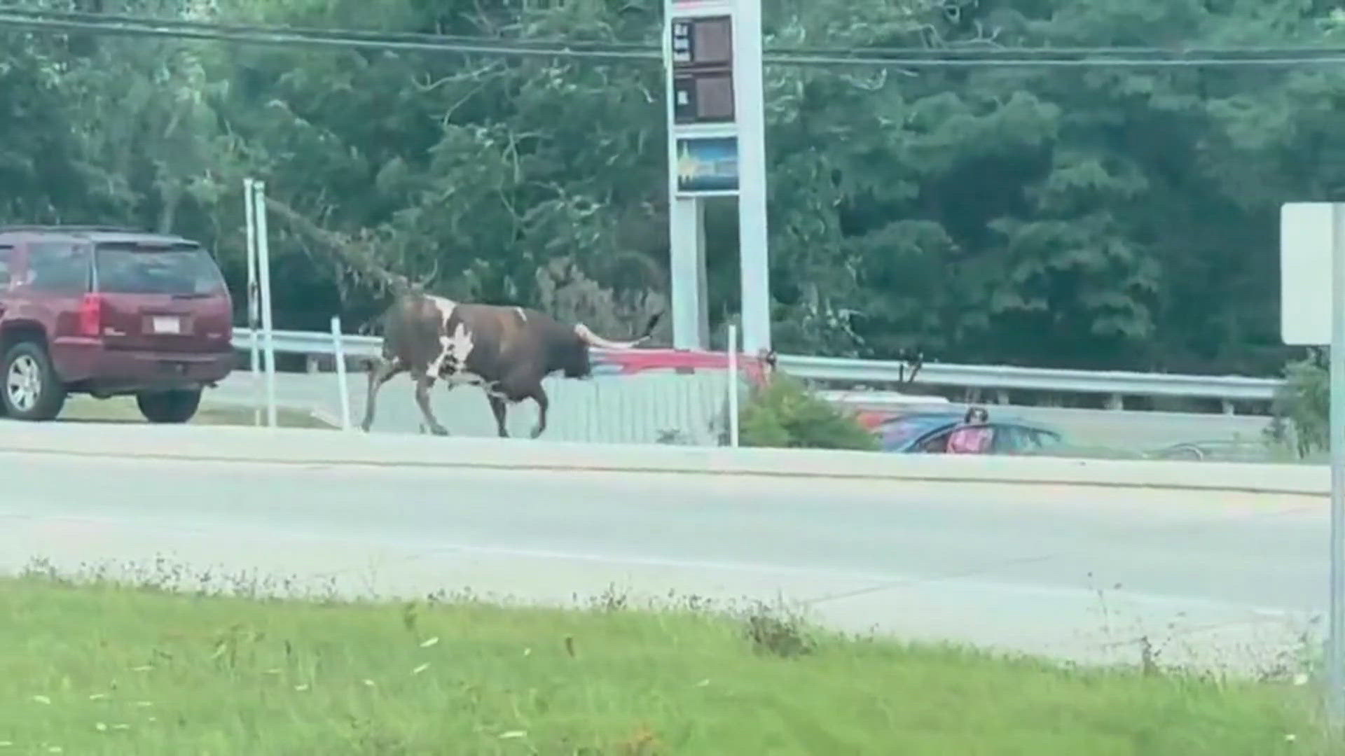 Texas longhorn caused traffic headache on Interstate after breaking free from trailer