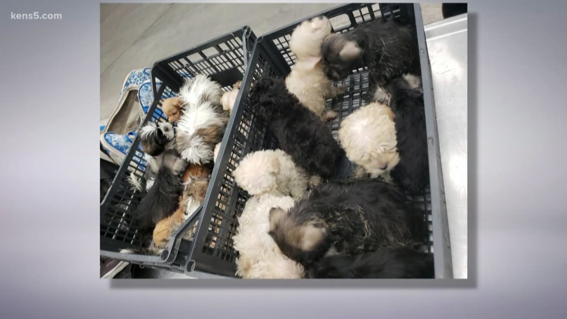 U.S. Customs and Border Protection officers stopped a U.S. citizen who was trying to bring the puppies in three duffel bags.