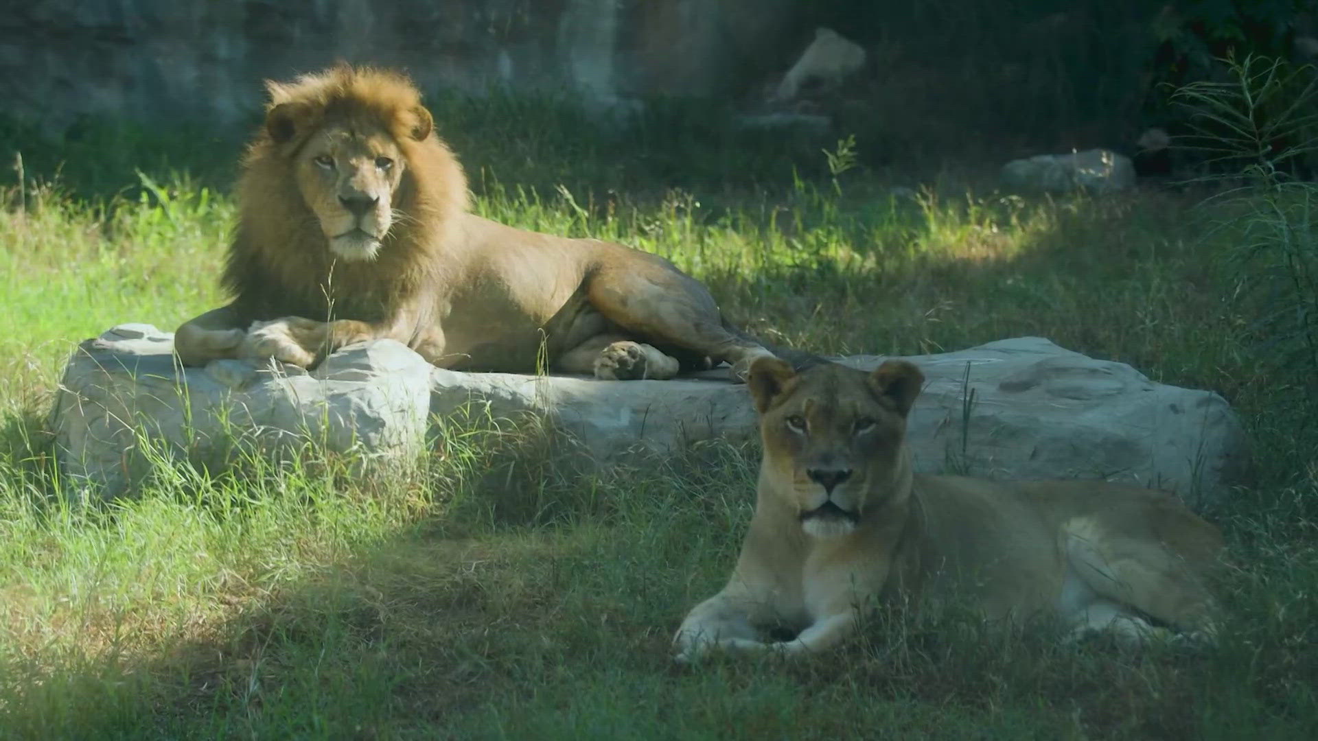 The new experience is called "Wild Bite: A Carnivorous Encounter." It begins Friday with a different carnivore every 30 minutes.