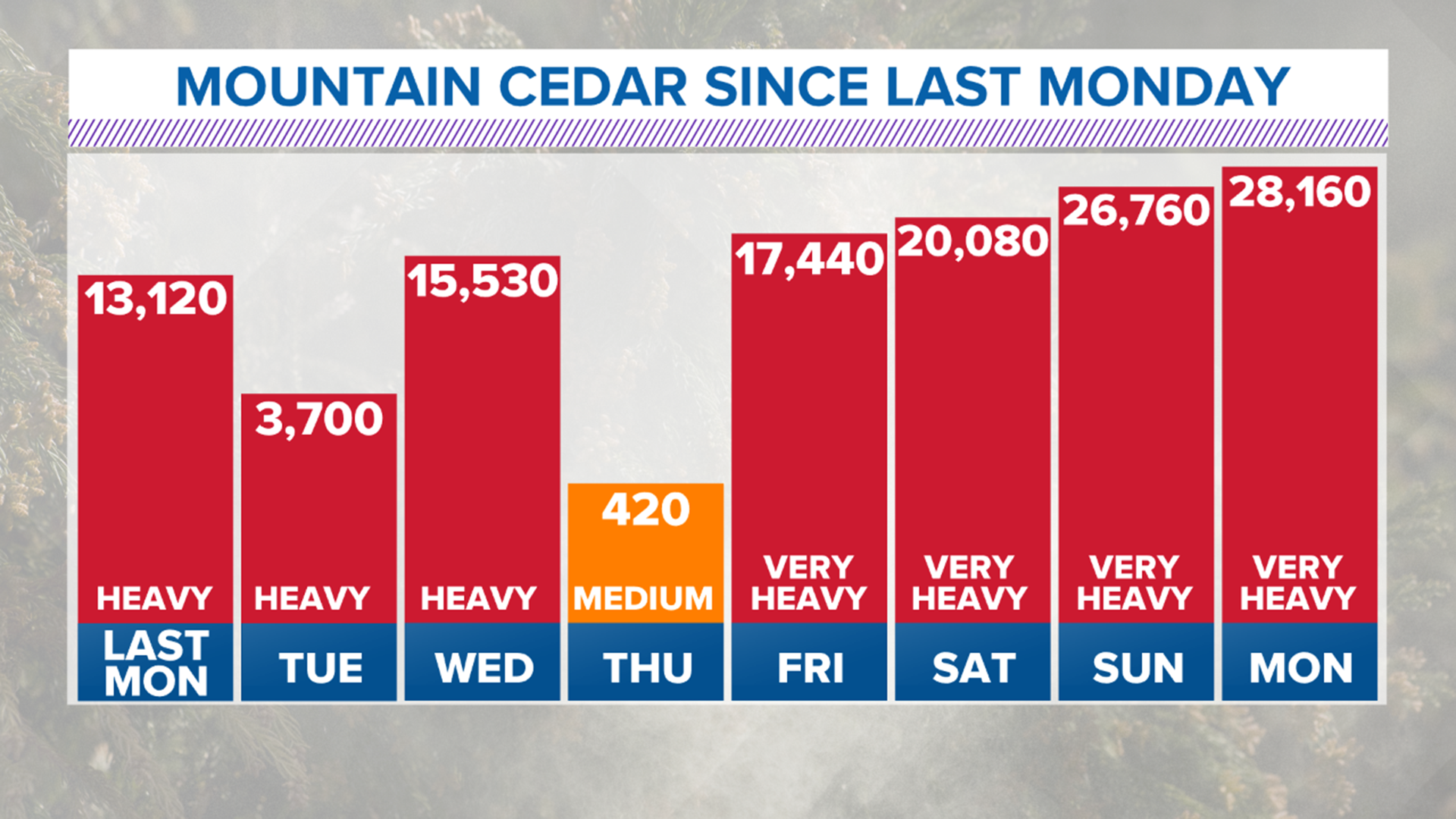 Cedar Fever Why has mountain cedar been so bad recently?