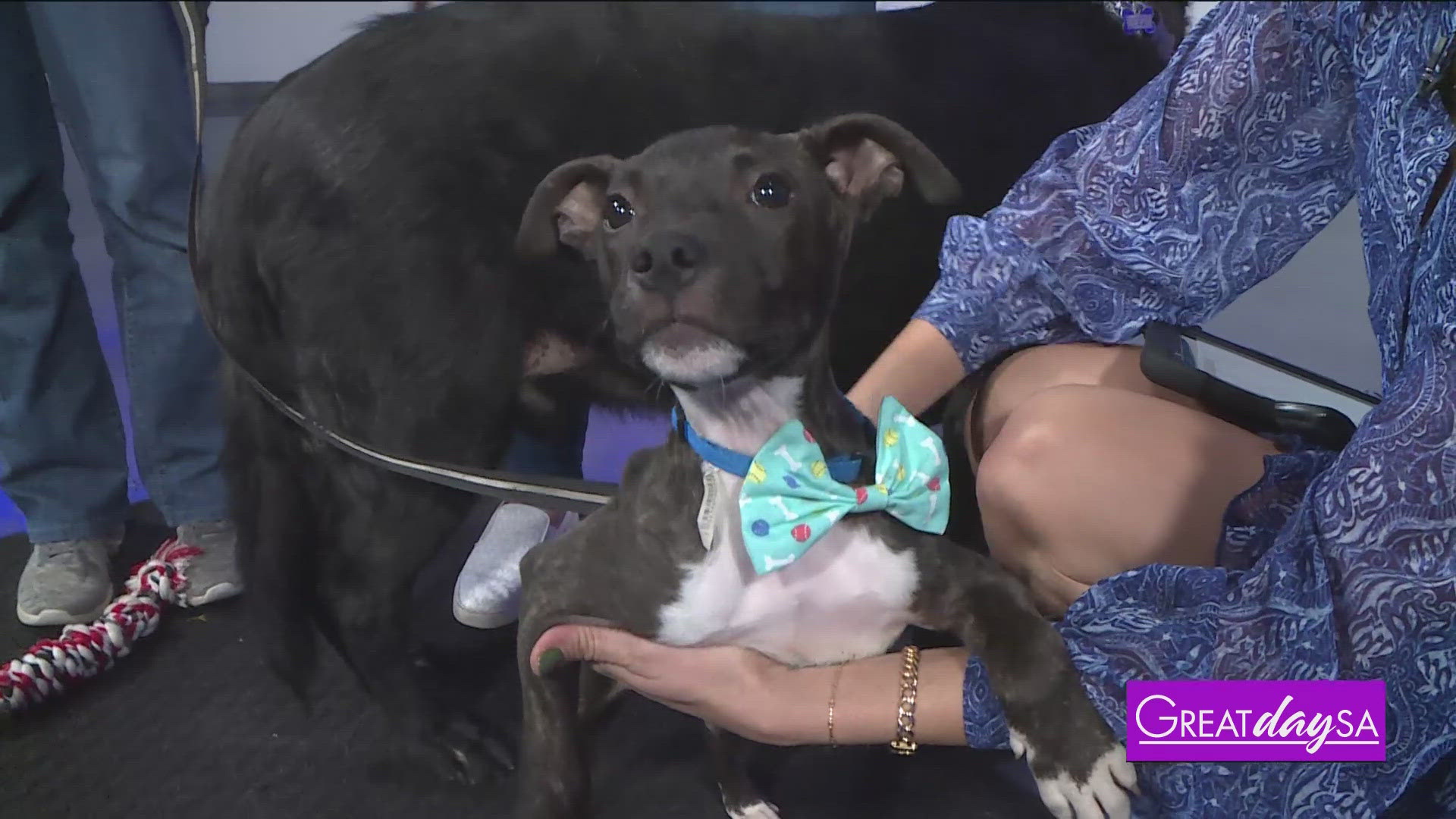 Roma meets some cuties from Charming Pet Rescue that need forever homes.  