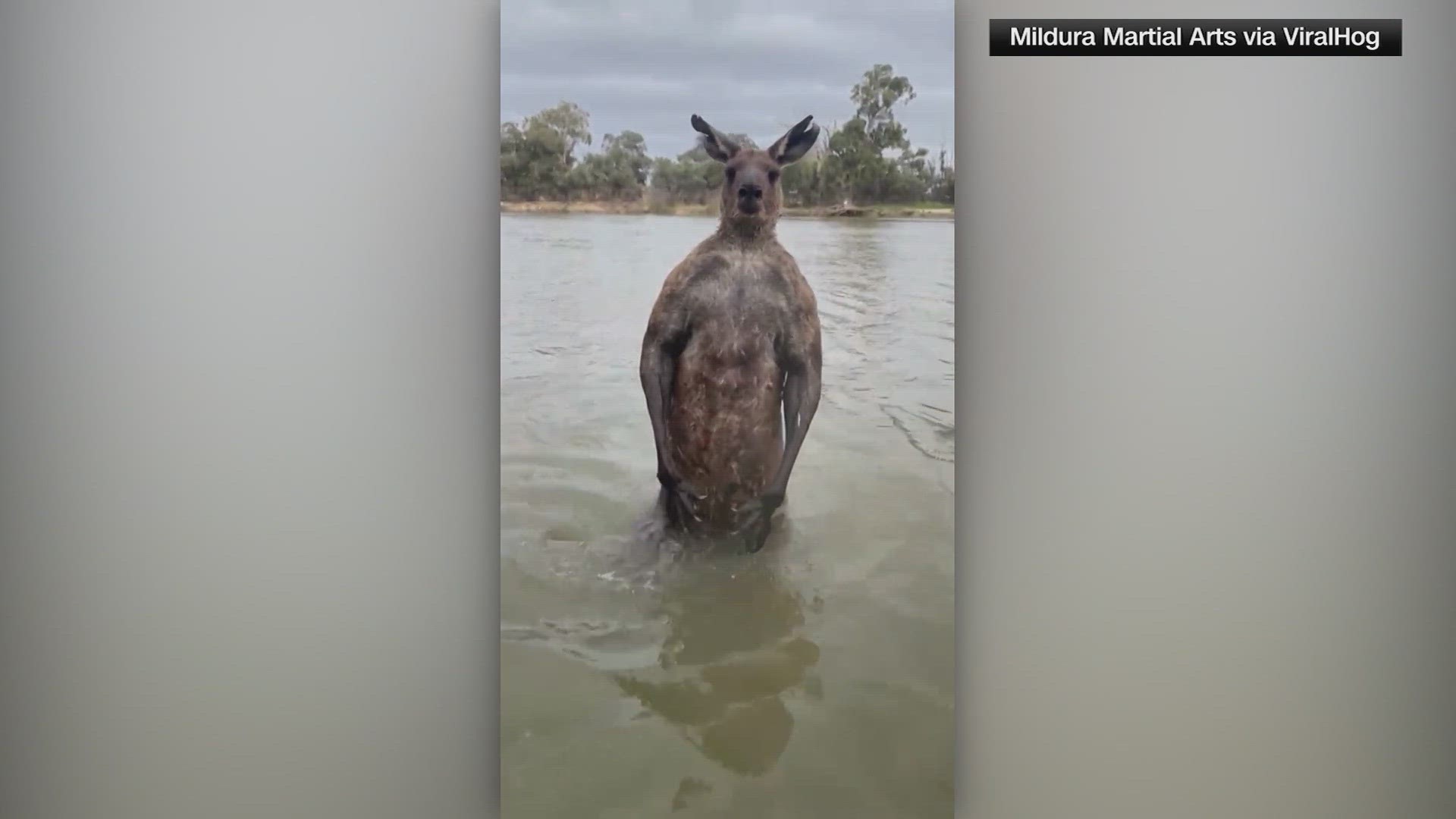 He slapped the kangaroo, then the kangaroo smacked his phone into the river, but released the dog.