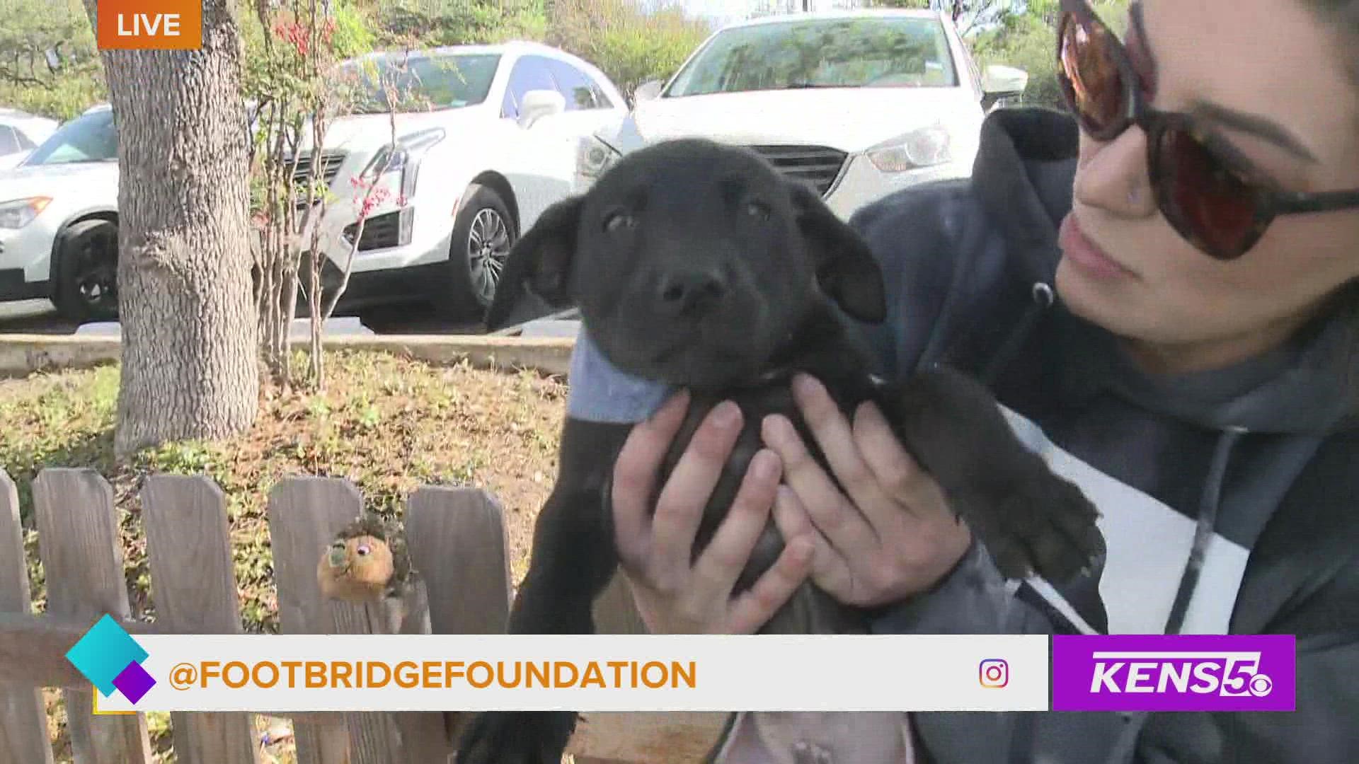 Footbridge Foundation is dedicated to matching dogs and cats to their fur-ever home