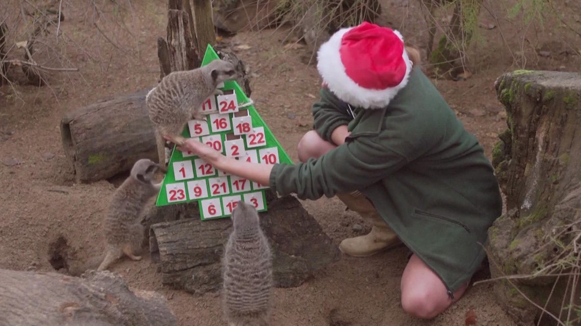 London Zoo animals opening some advent calendars