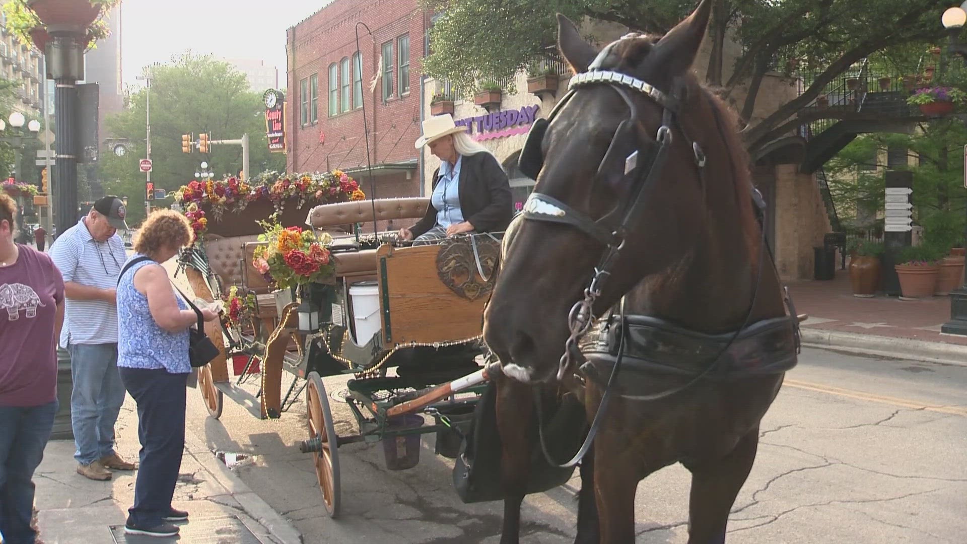 City council committee evaluating future of horse-drawn carriages in downtown San Antonio