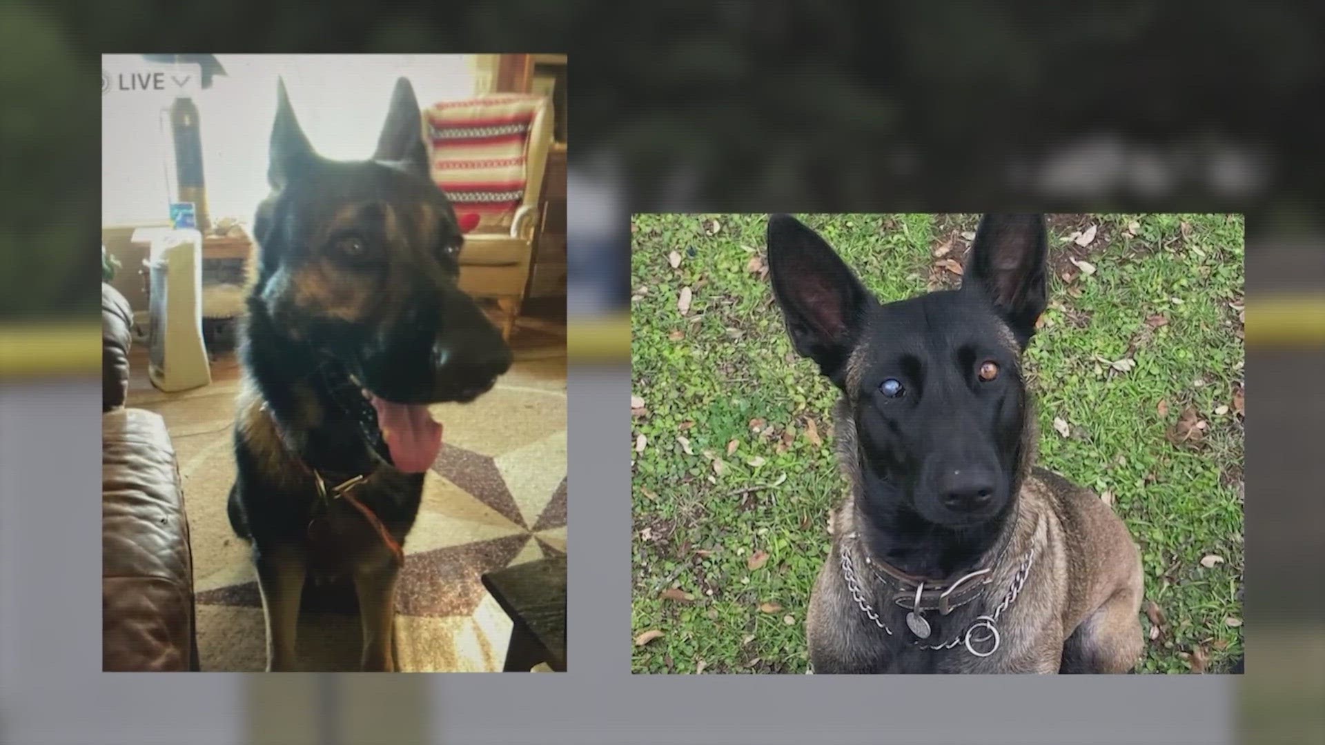 The community has been helping the veteran search for the missing dogs.