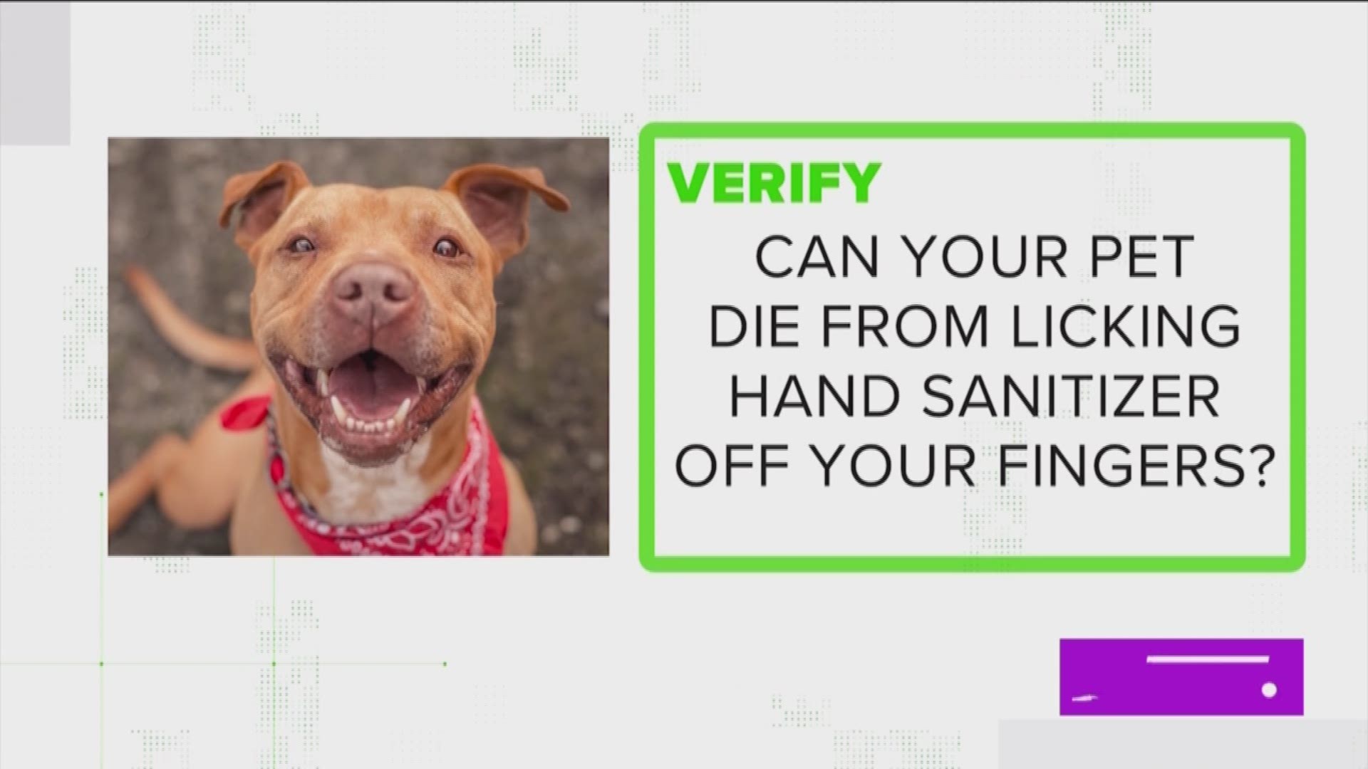 We verify is your pets can get sick from licking hand sanitizer off your hands
