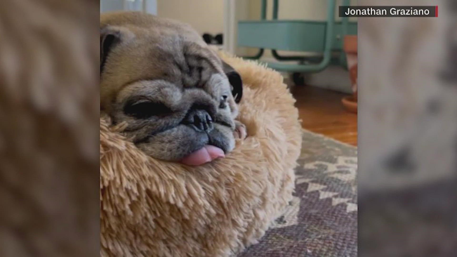 No Bones Day'... IG famous dog Noodle, died Saturday | kens5.com