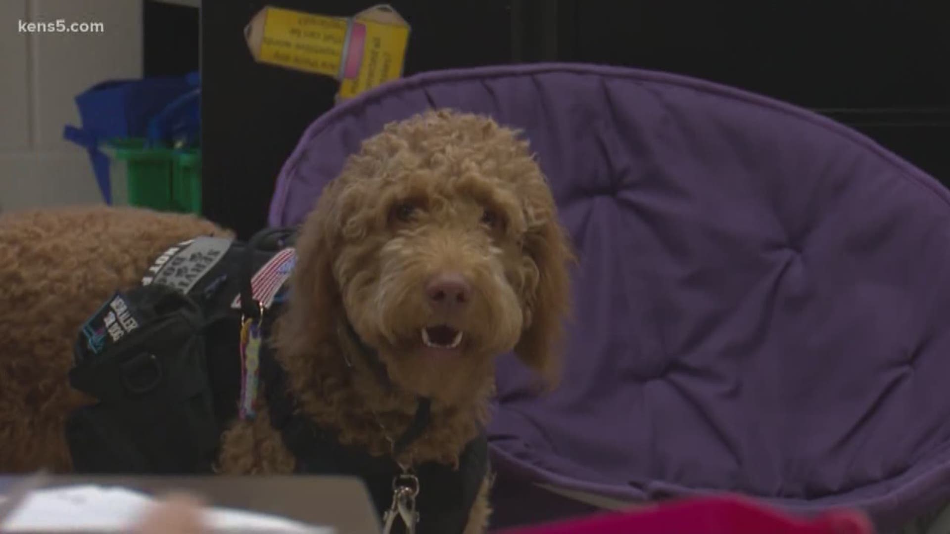 A Northside ISD school now has a four-legged friend walking its halls, a goldendoodle named Charlotte.