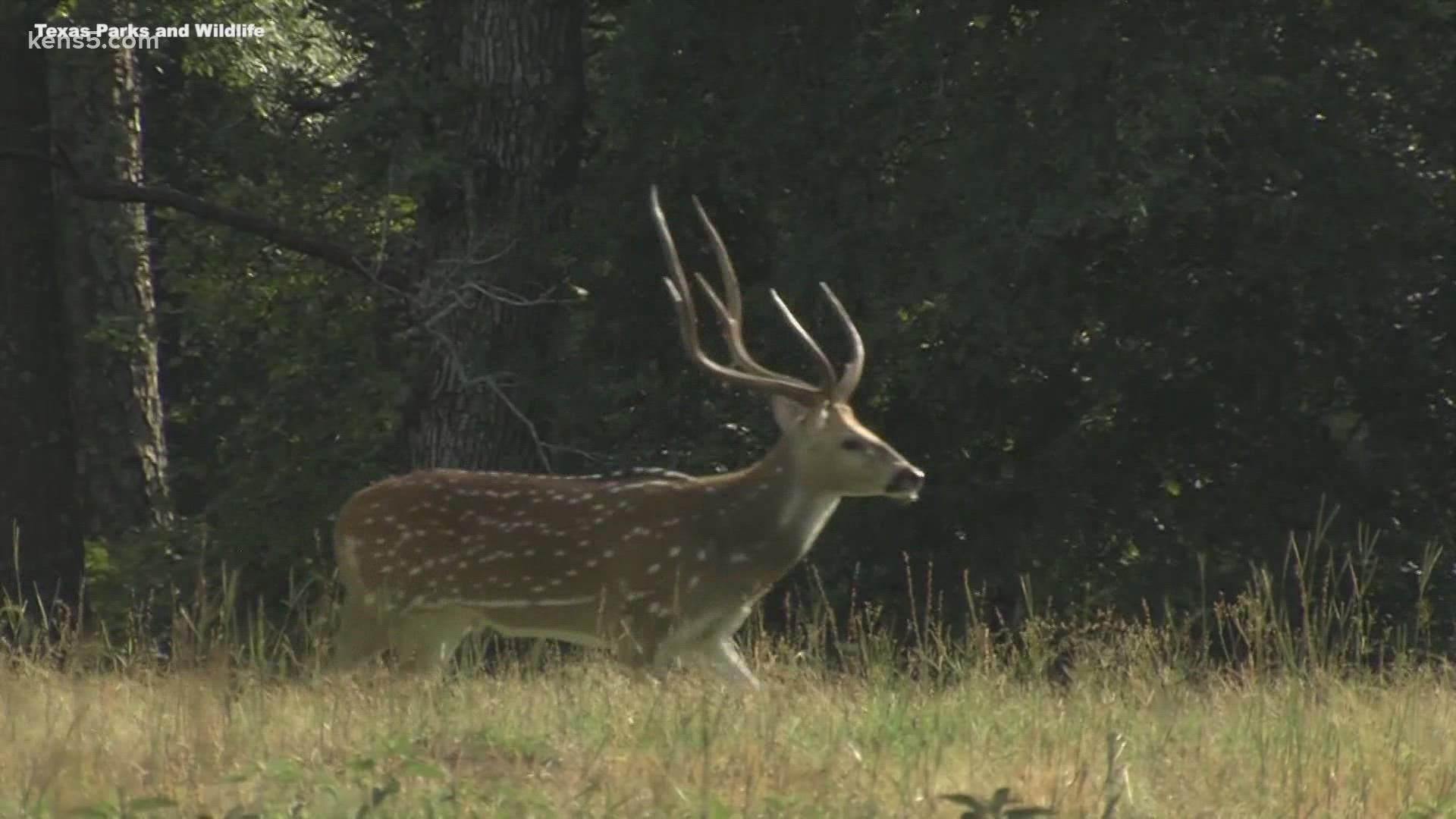 Some lucky Texans are getting the chance to hunt in parts of the state that are totally unspoiled!