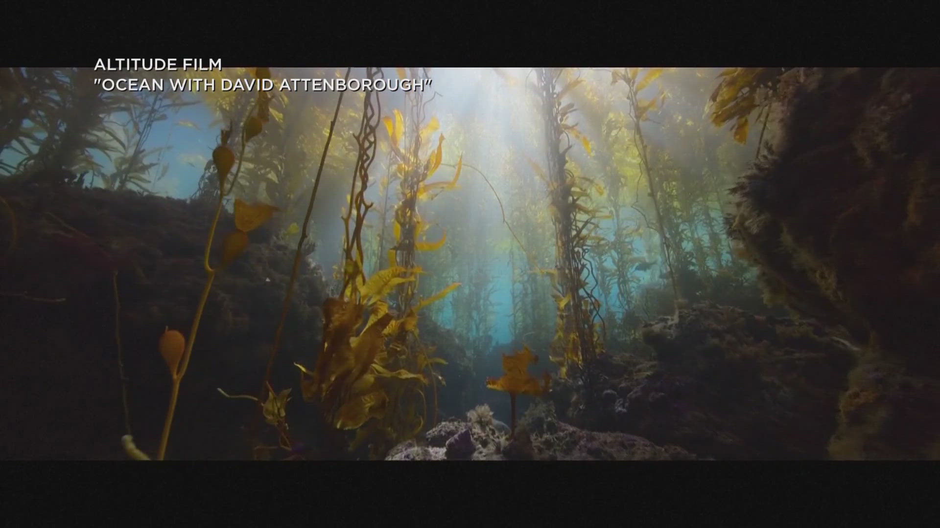 "Ocean with David Attenborough" features never-before-seen footage captured using state-of-the-art technology.
