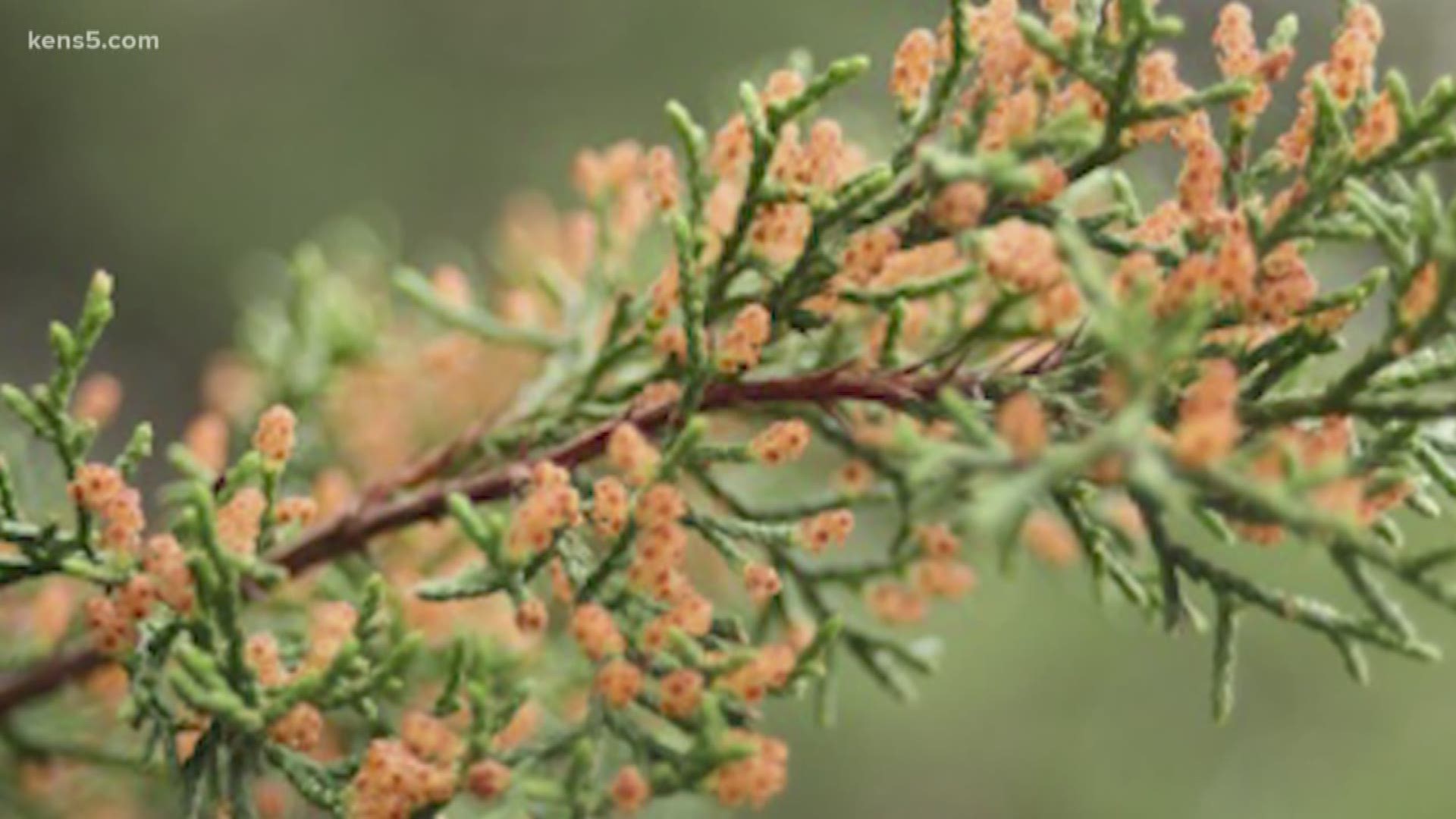 It is the perfect combination of sunlight and temperatures causing the cedar trees to release the pollen that is so small and light it can travel hundreds of miles!
