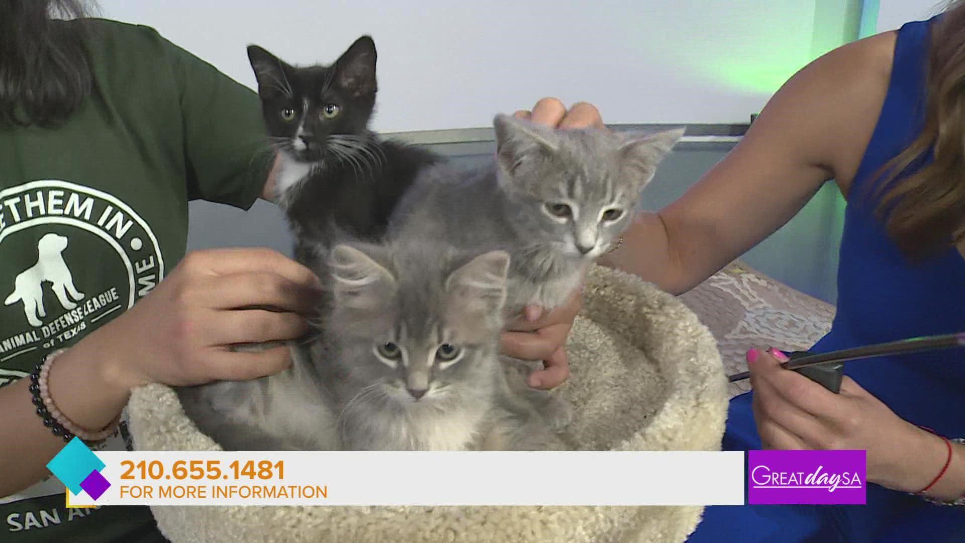 Animal Defense League is looking for more fosters for their kittens