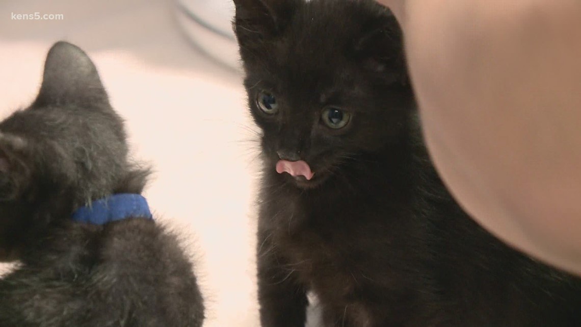 Give back, save a life by becoming a foster parent with the SA Humane Society - Vimarsana News
