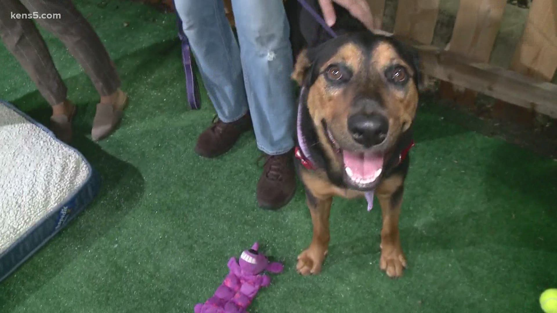Squirt has come to the KENS 5 Puppy Playground twice now. He's almost 2, loves belly rubs, playtime, older kids and needs a home – but he's not a fan of cats.