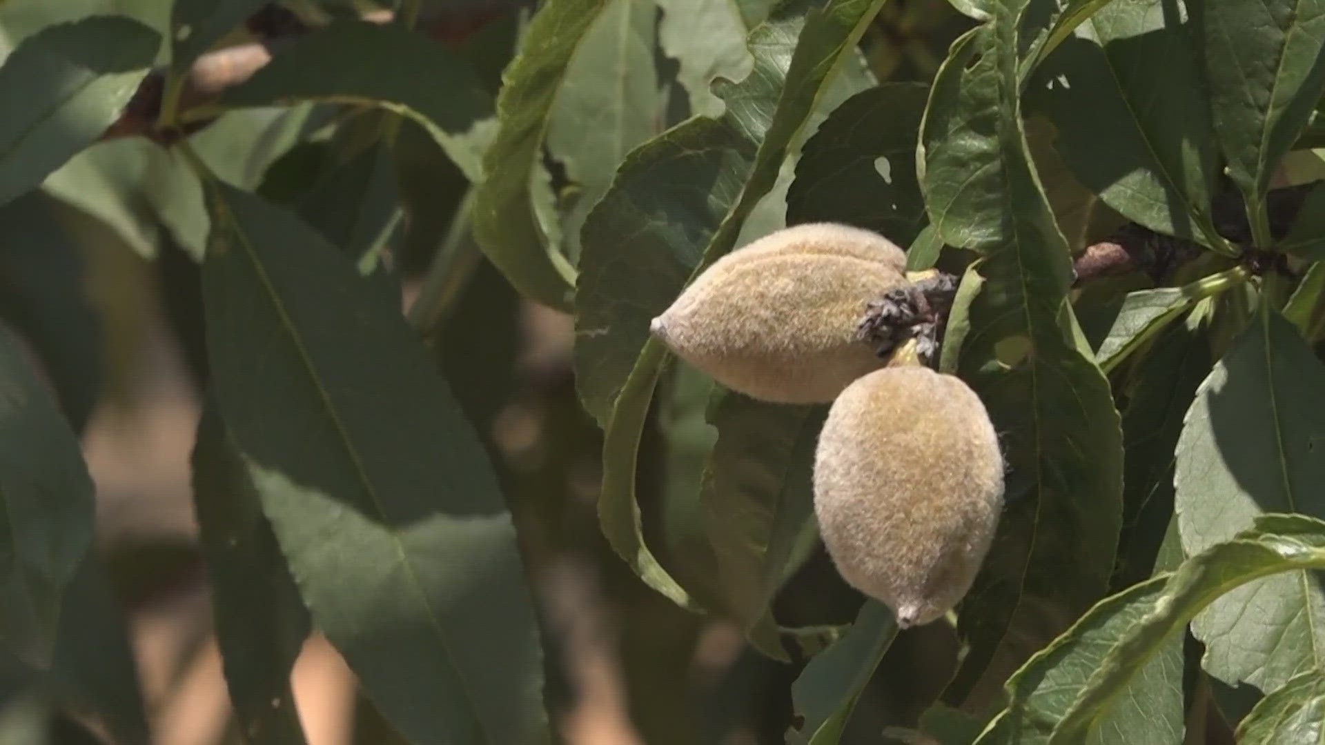 The drought and mile winter had an effect on the peach season in parts of the Hill Country.