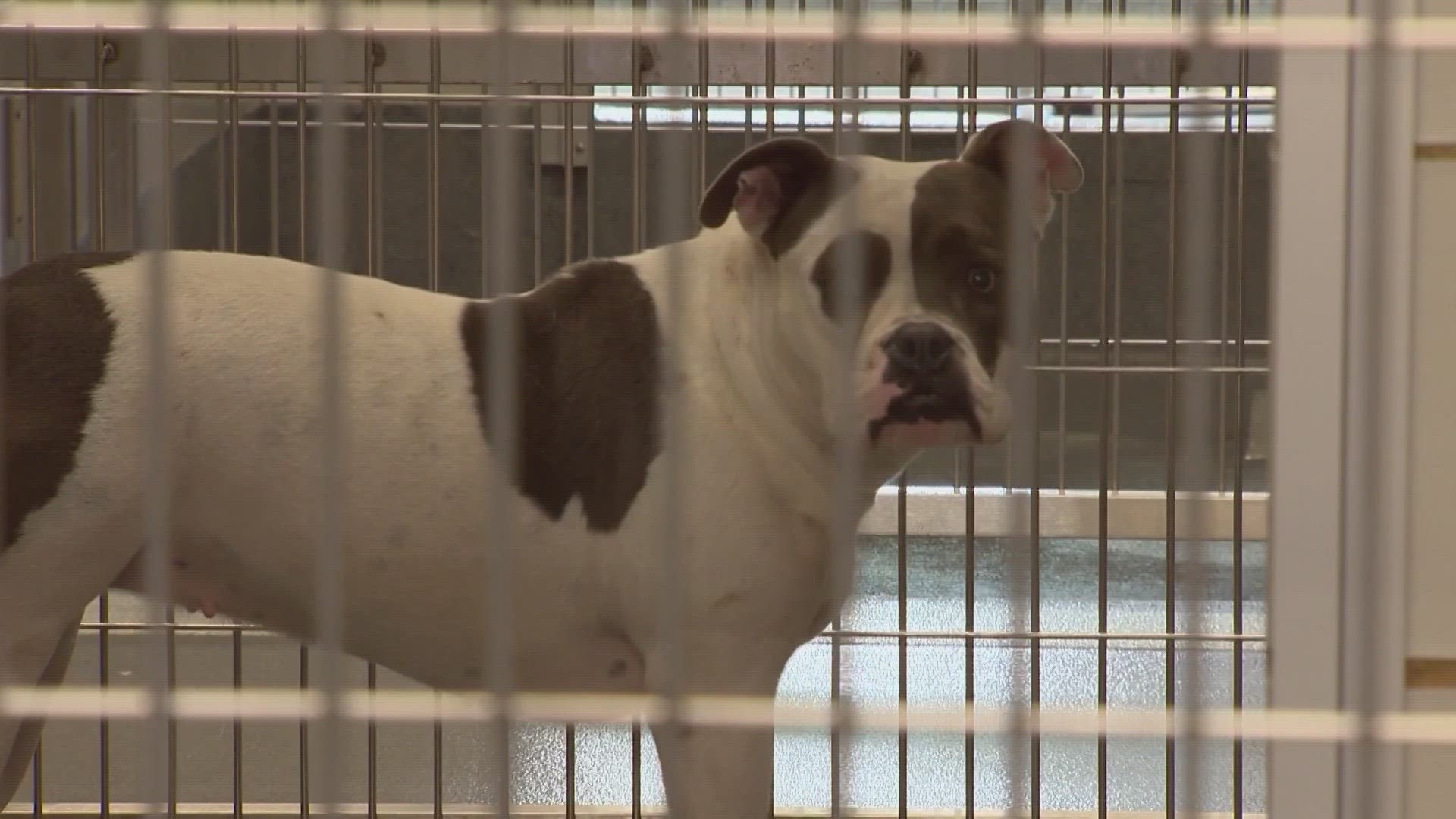 Advocates say they need people to foster and adopt these dogs to help save their lives and make room for more.