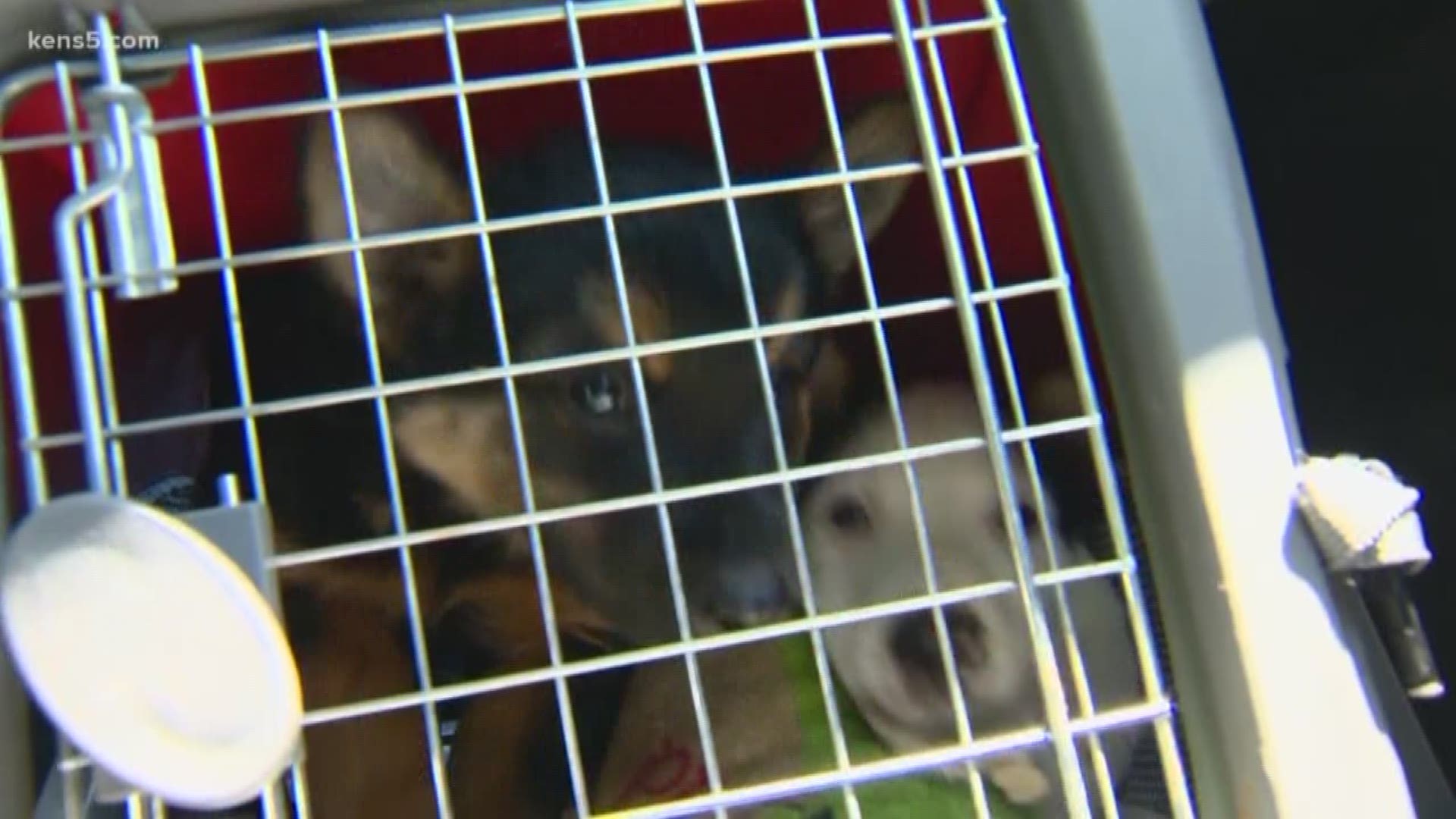 Two puppies rescued from hot car parked outside public library, owners could possibly face fine.
