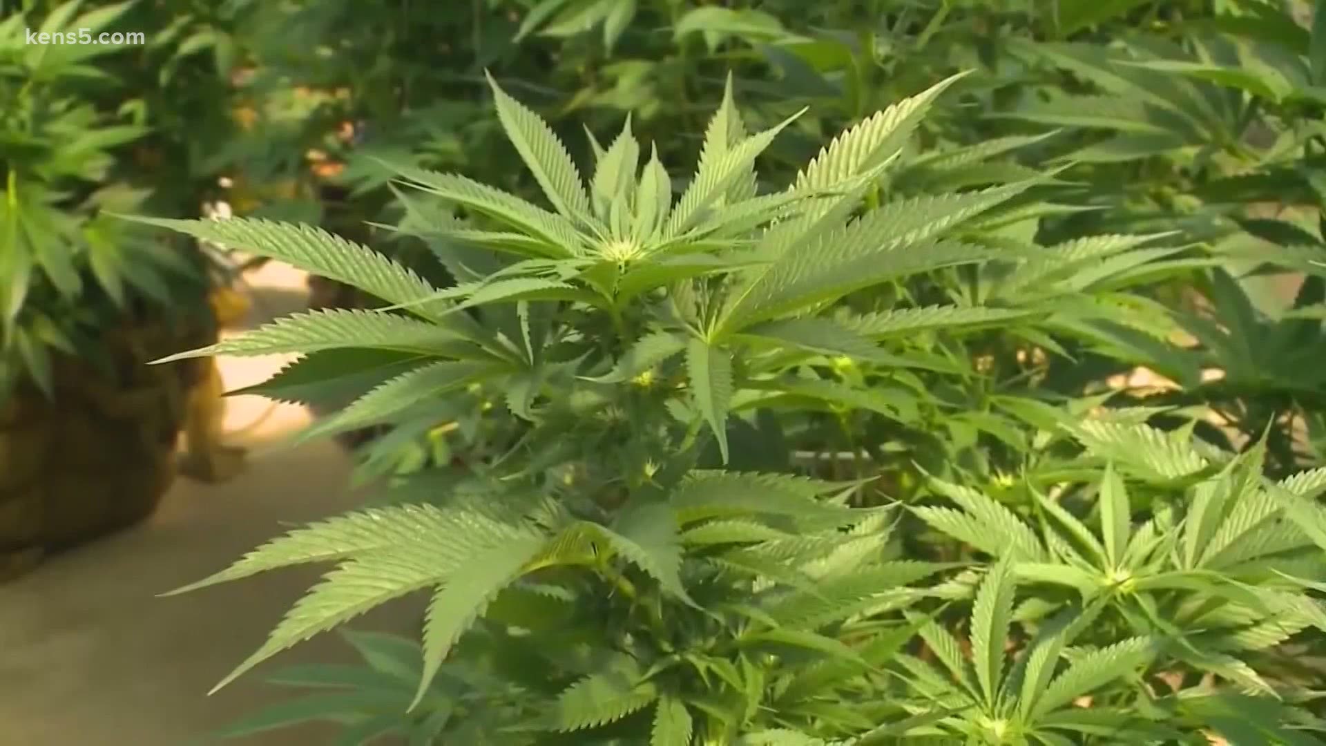 Roland Gutierrez pre-filled a bill, saying that legalizing marijuana could generate 30,000 jobs and $3.2 billion every two years to help with a budget shortfall.
