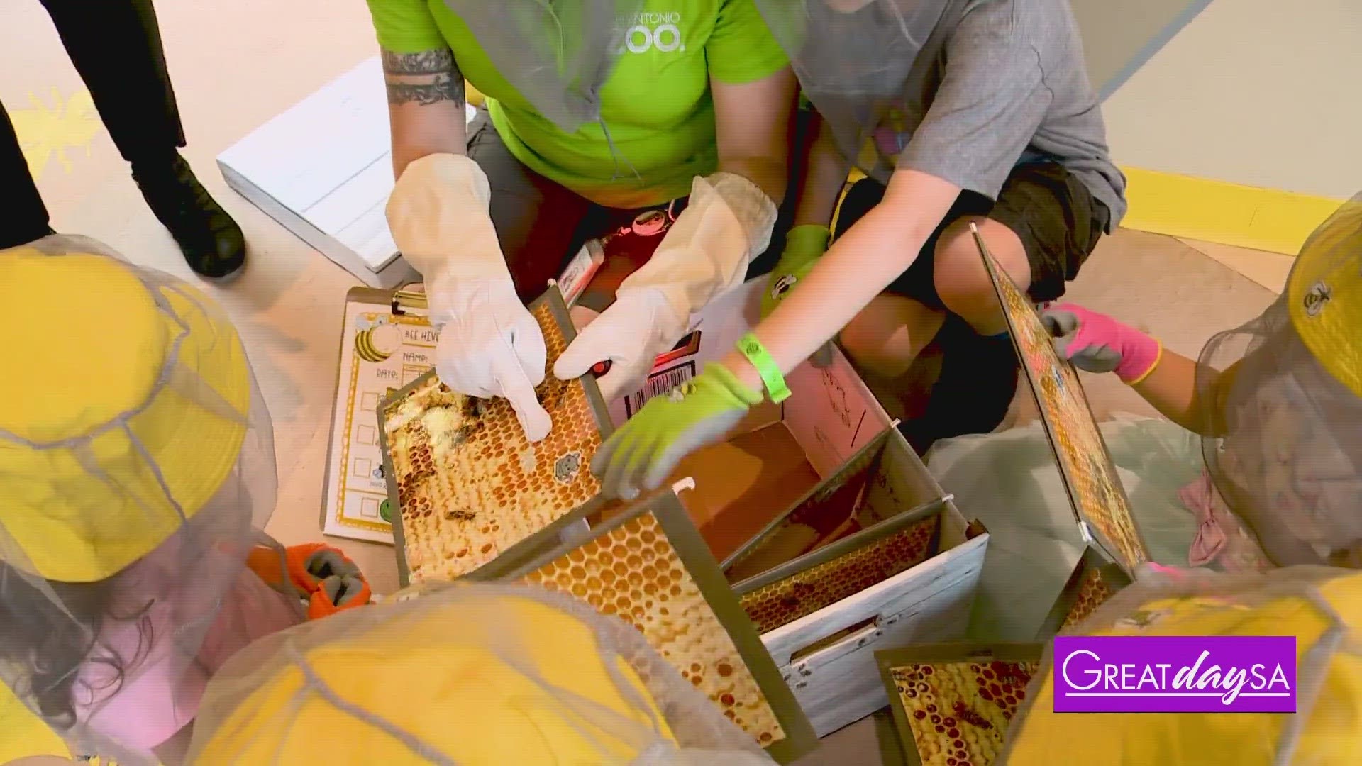 Clarke stops by the San Antonio Zoo to check out their bee exhibit & interactions.